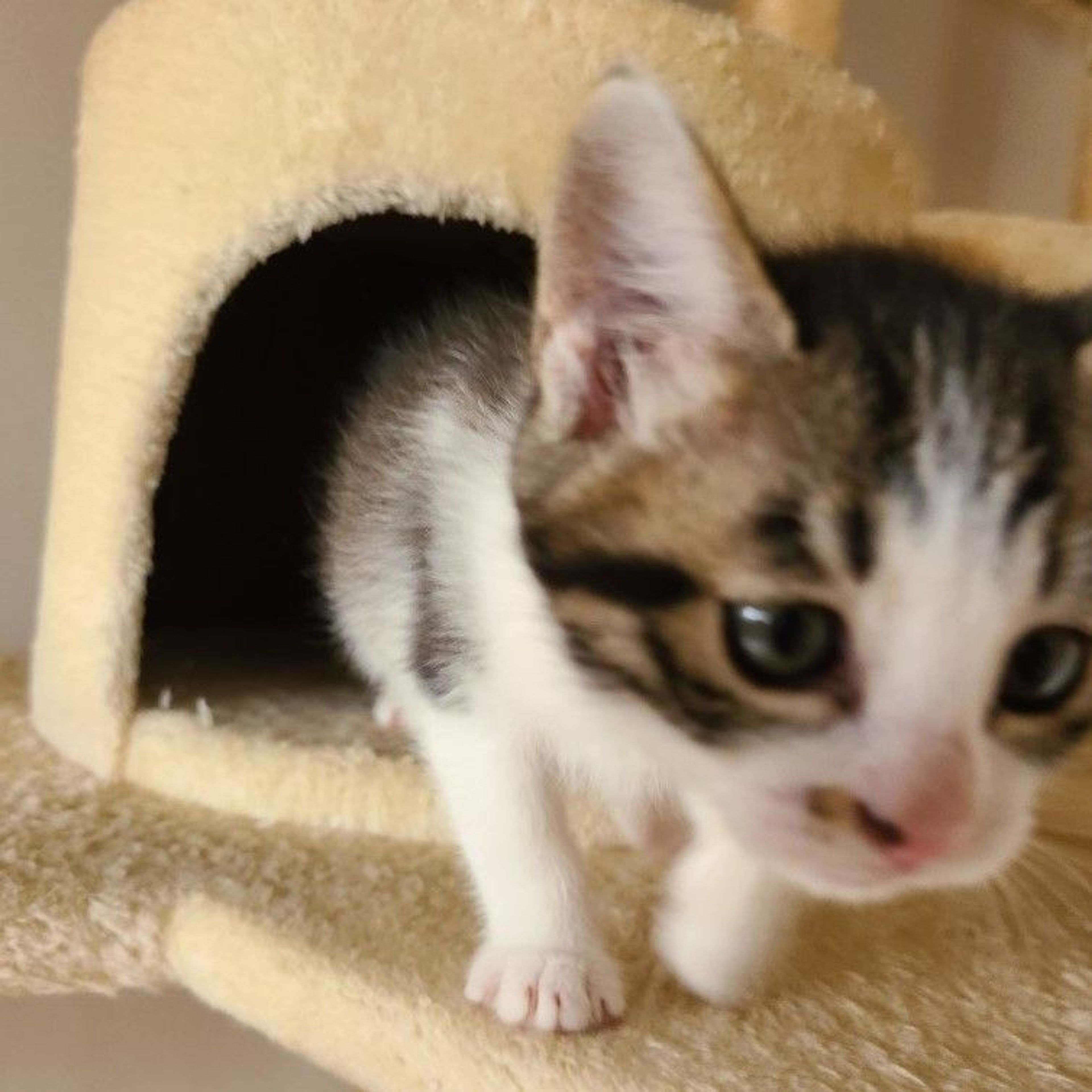 pet-image-7