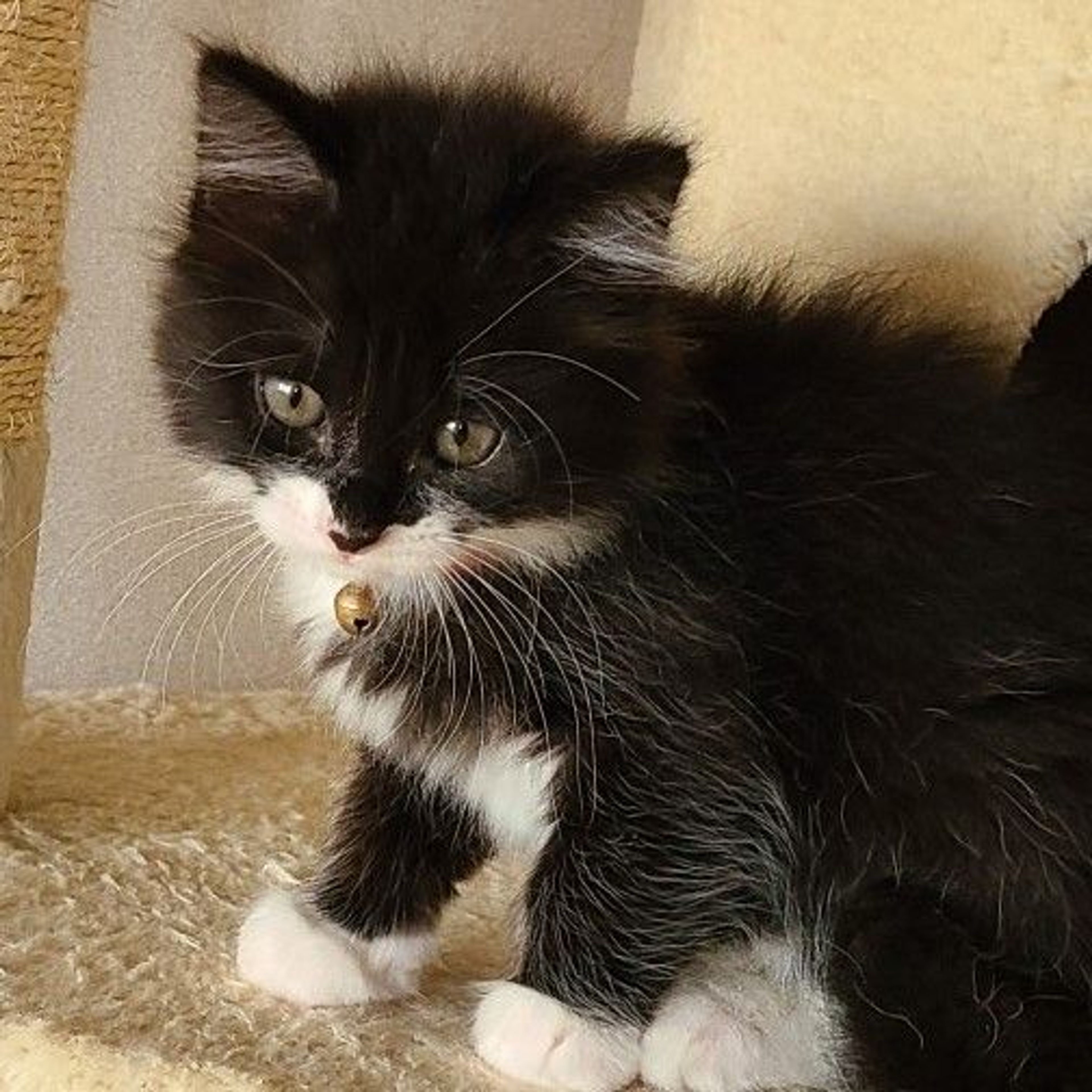 pet-image-3