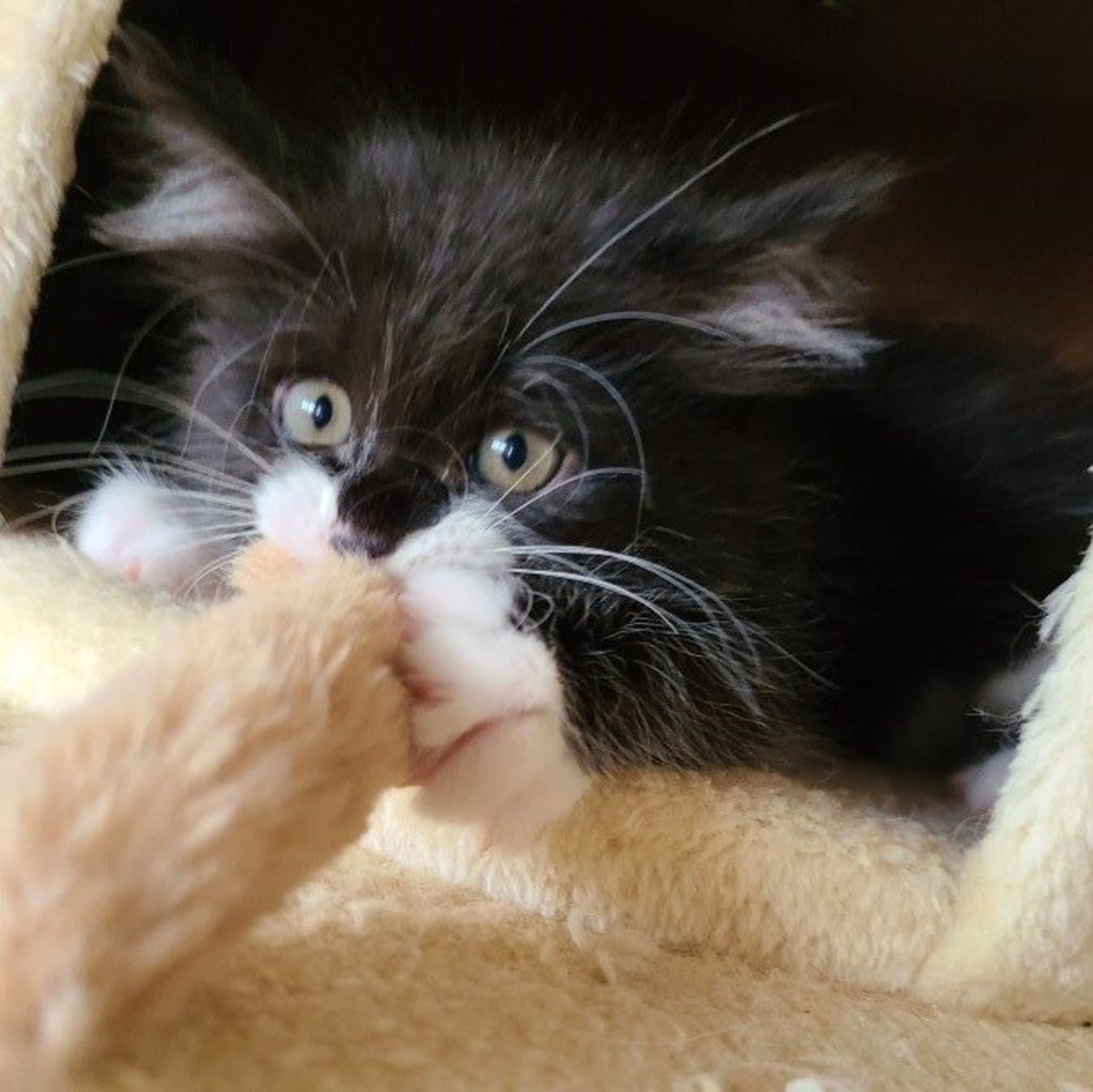 pet-image-5