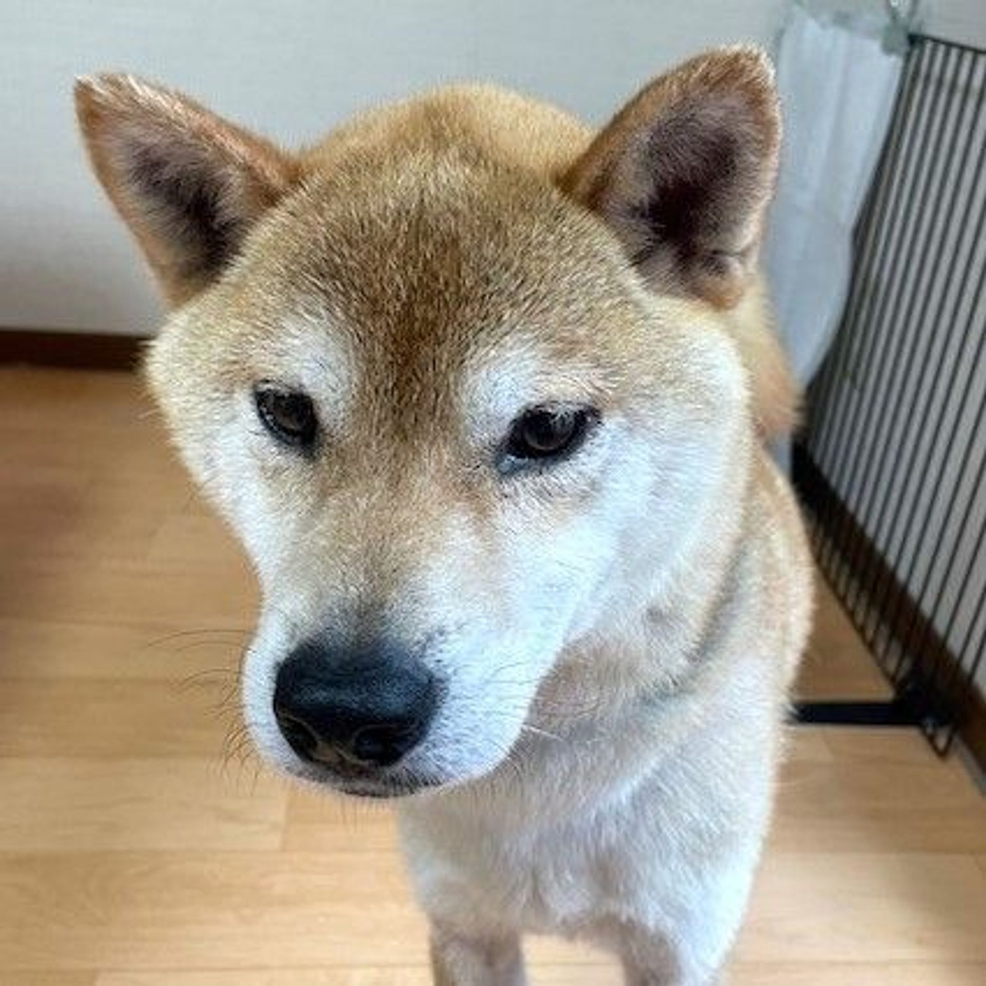 柴犬・オスの里親募集の写真