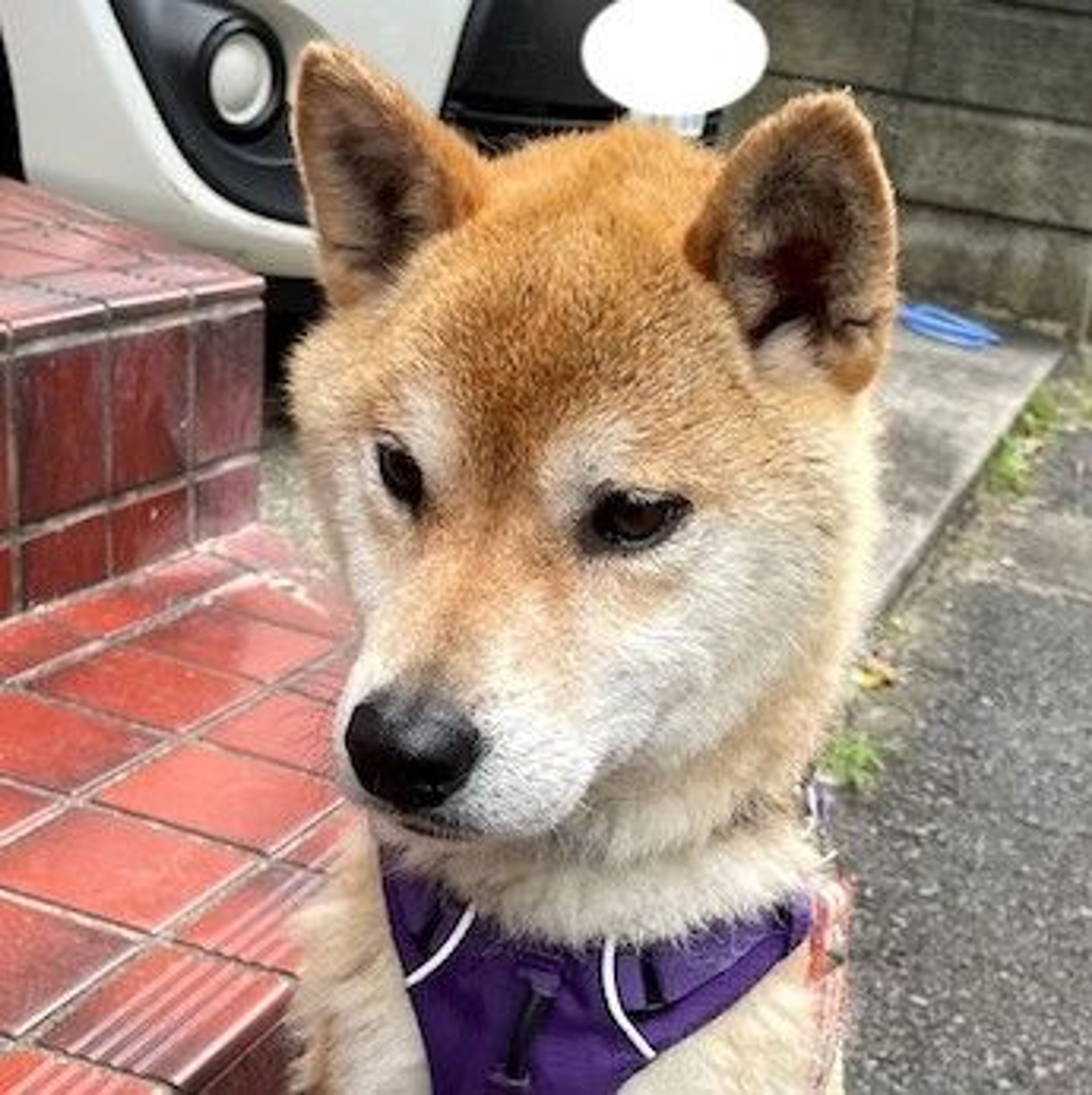 pet-image-3