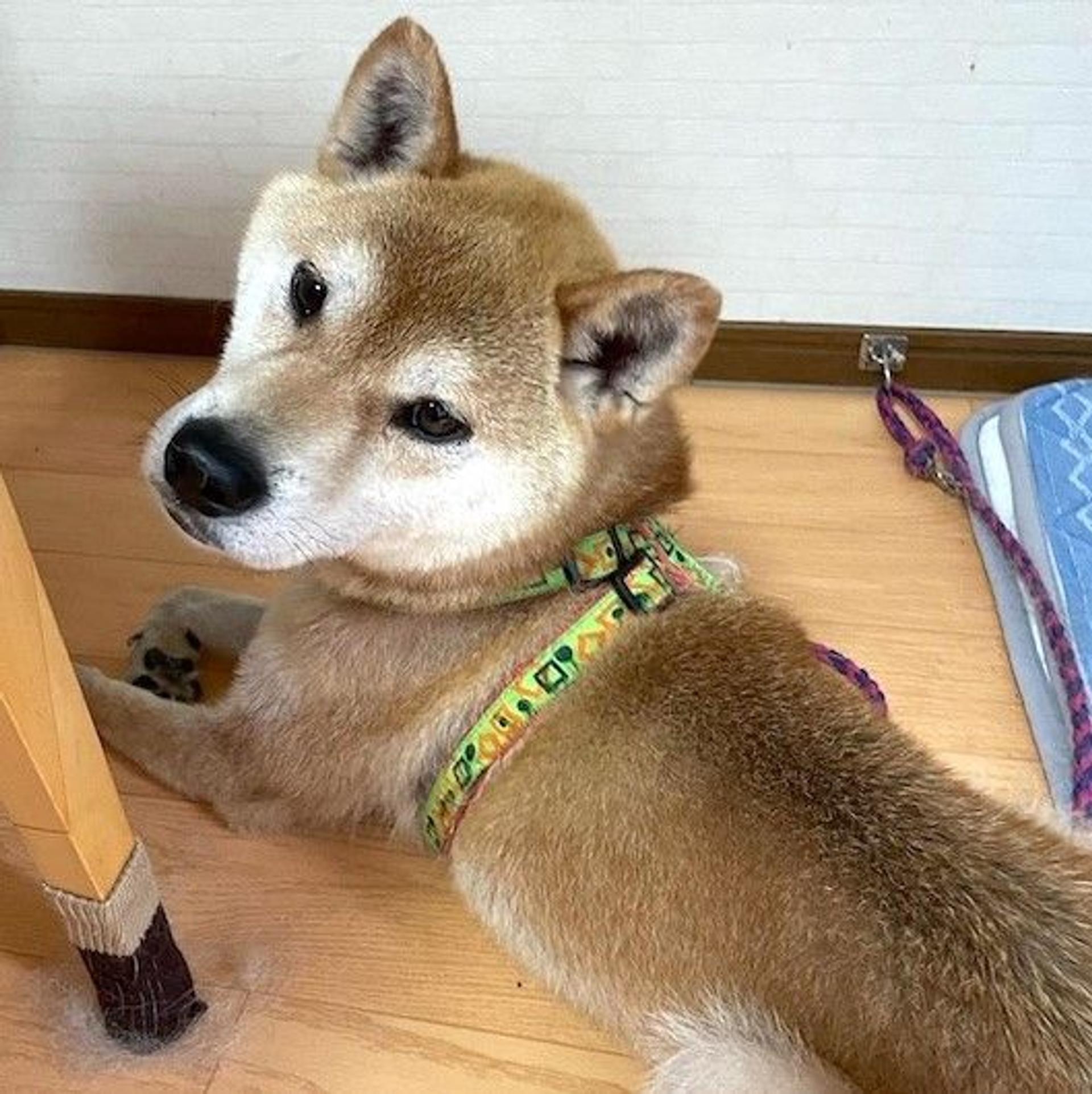 pet-image-4