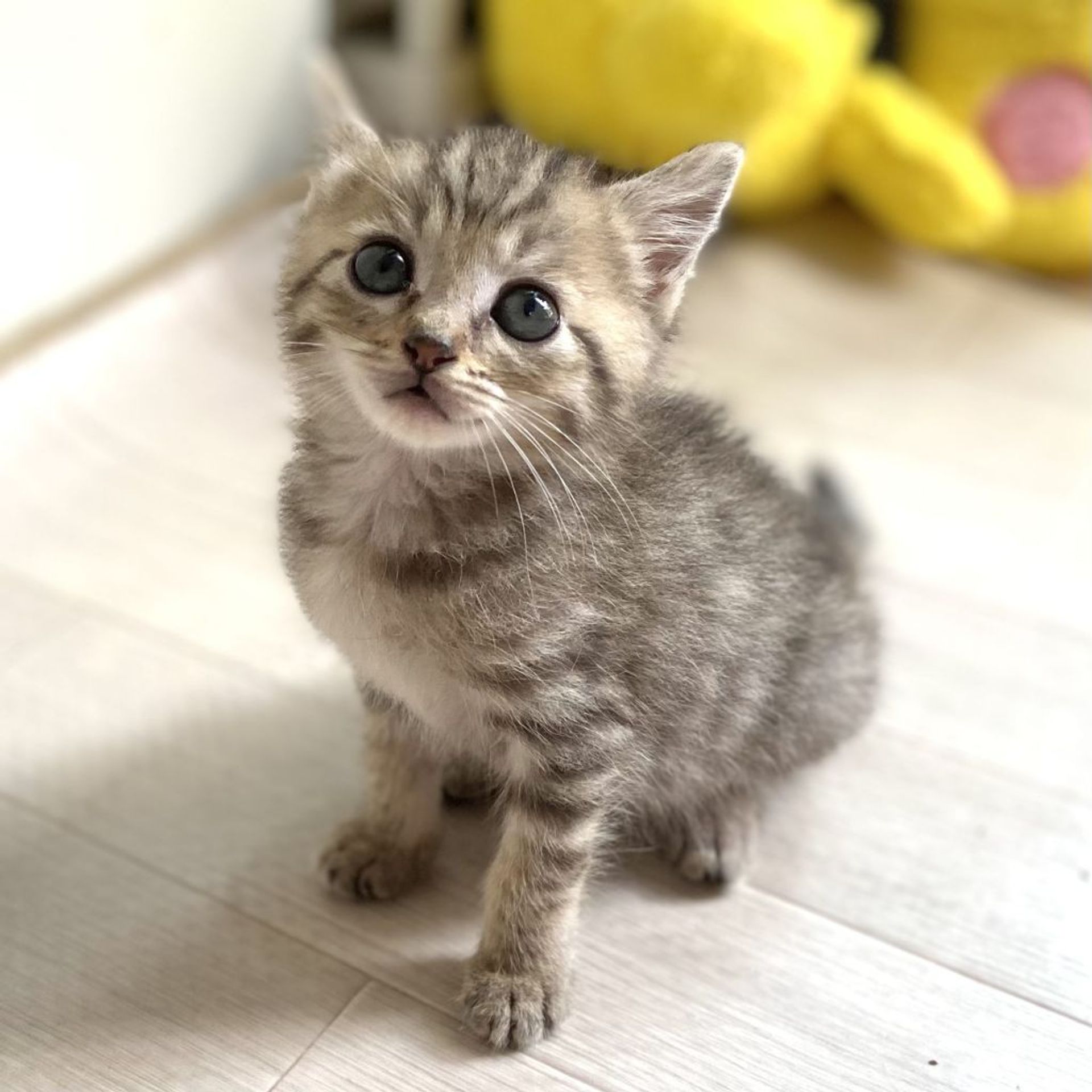 雑種（ミックス猫）・メスの里親募集の写真
