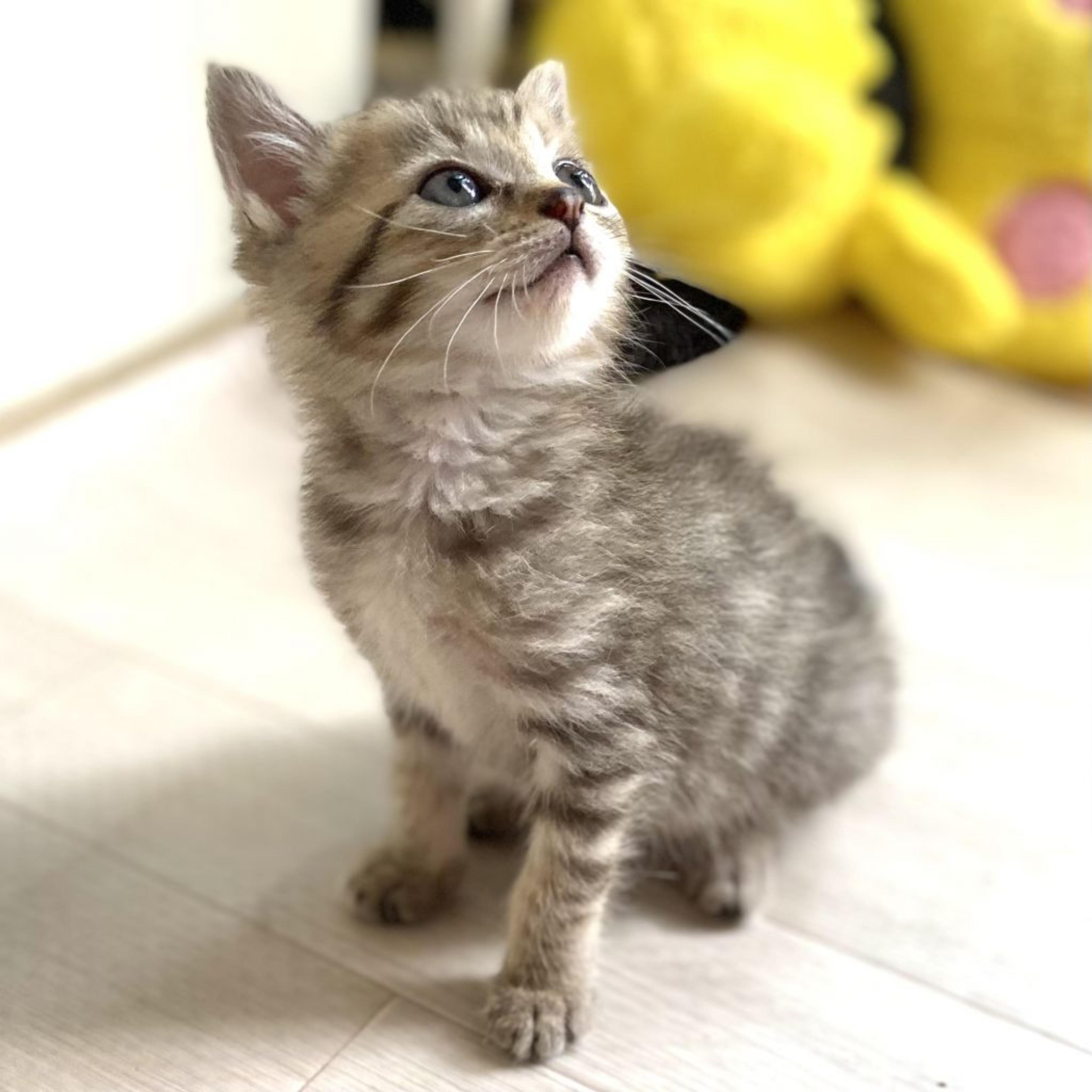 pet-image-3