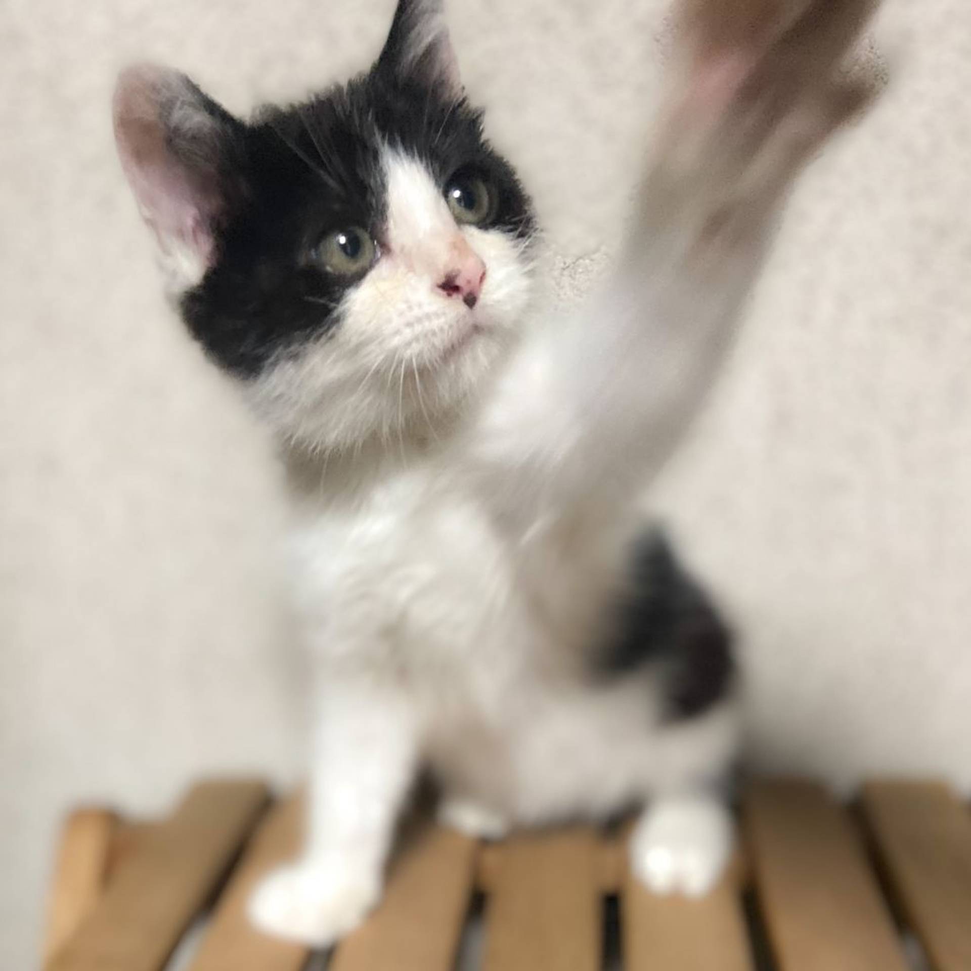 雑種（ミックス猫）・オスの里親募集の写真