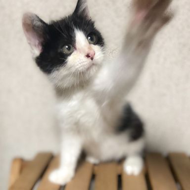 パクチー