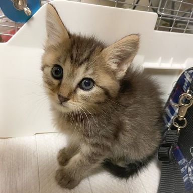 くーちゃんの写真