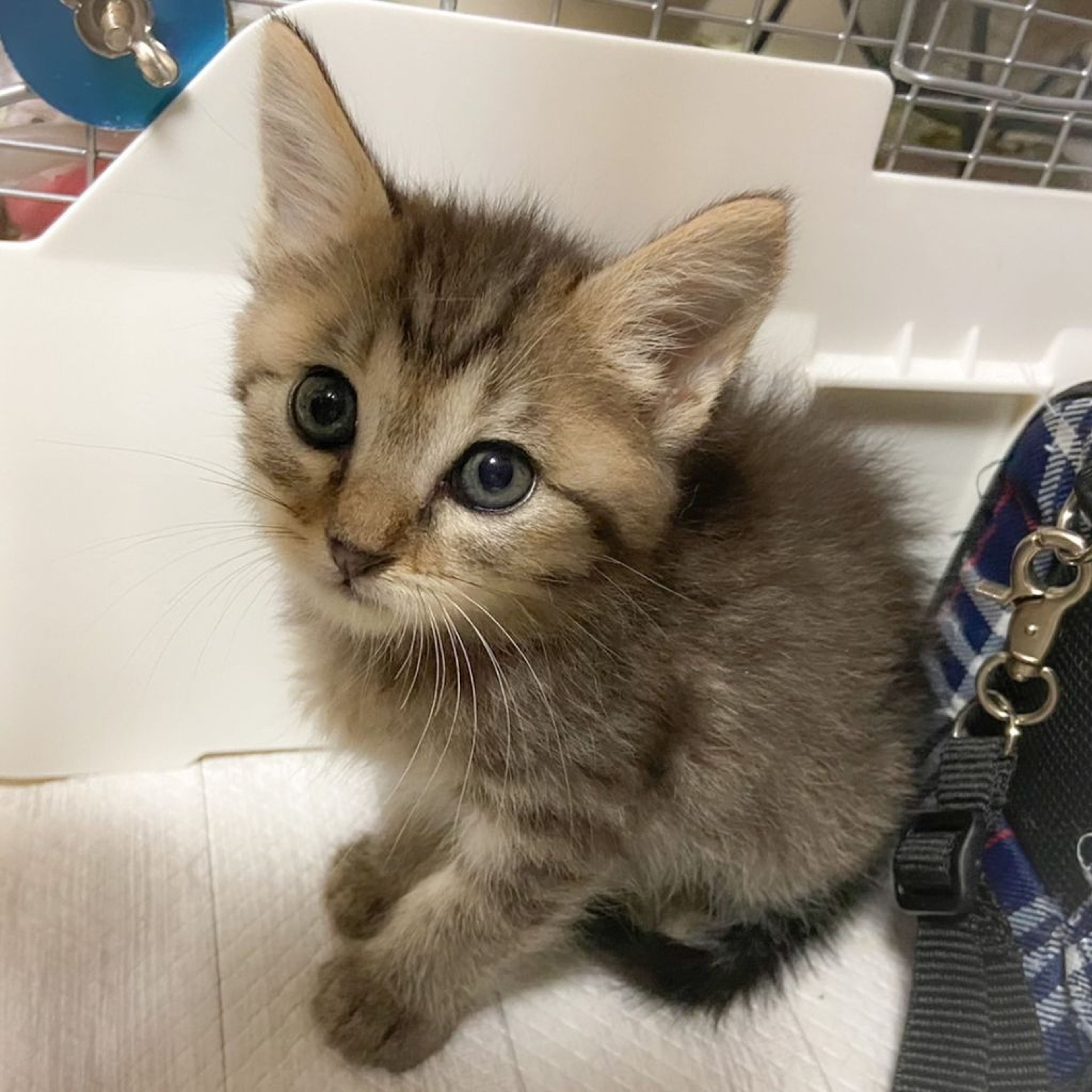 雑種（ミックス猫）・メスの里親募集の写真