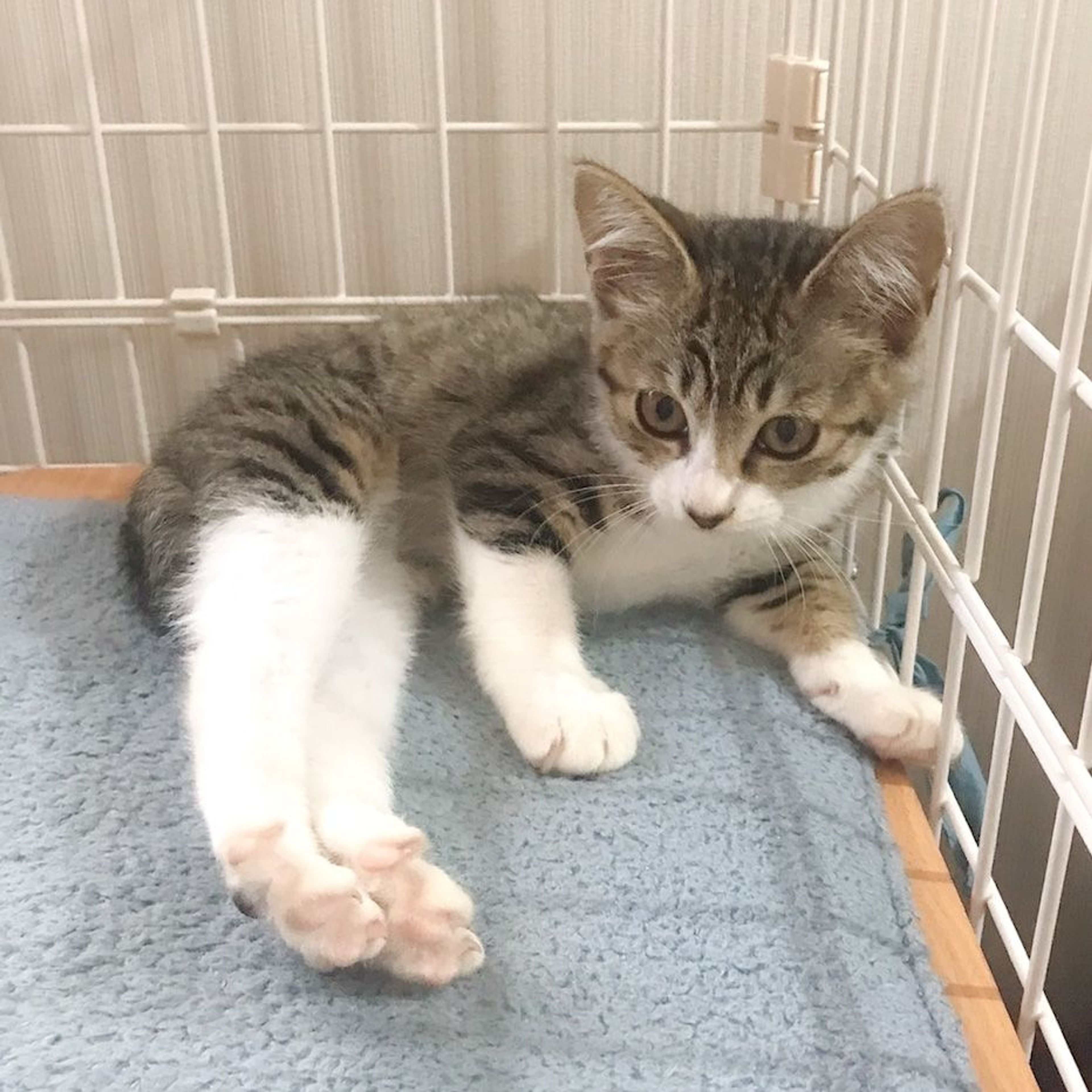 pet-image-2