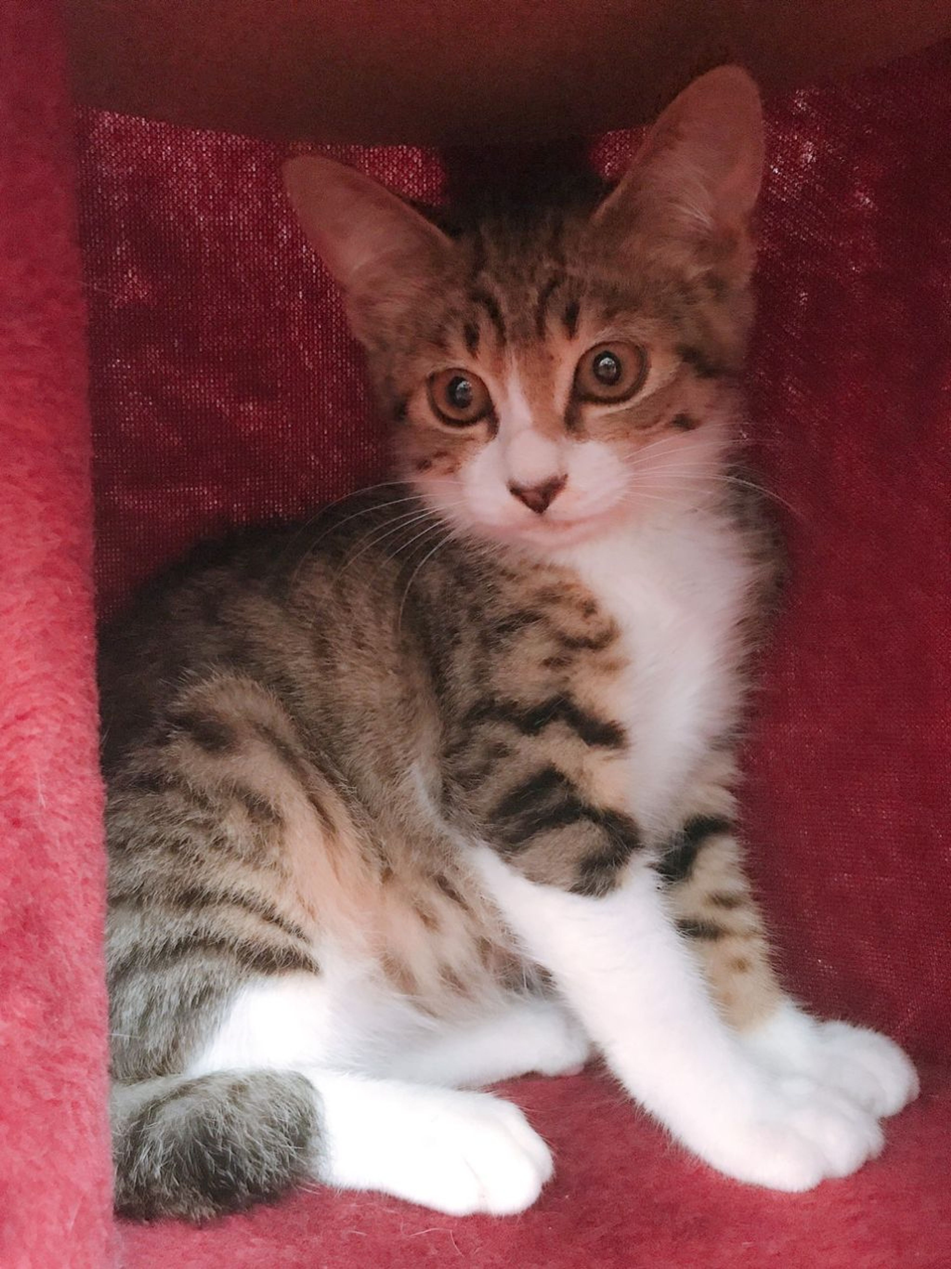 pet-image-3