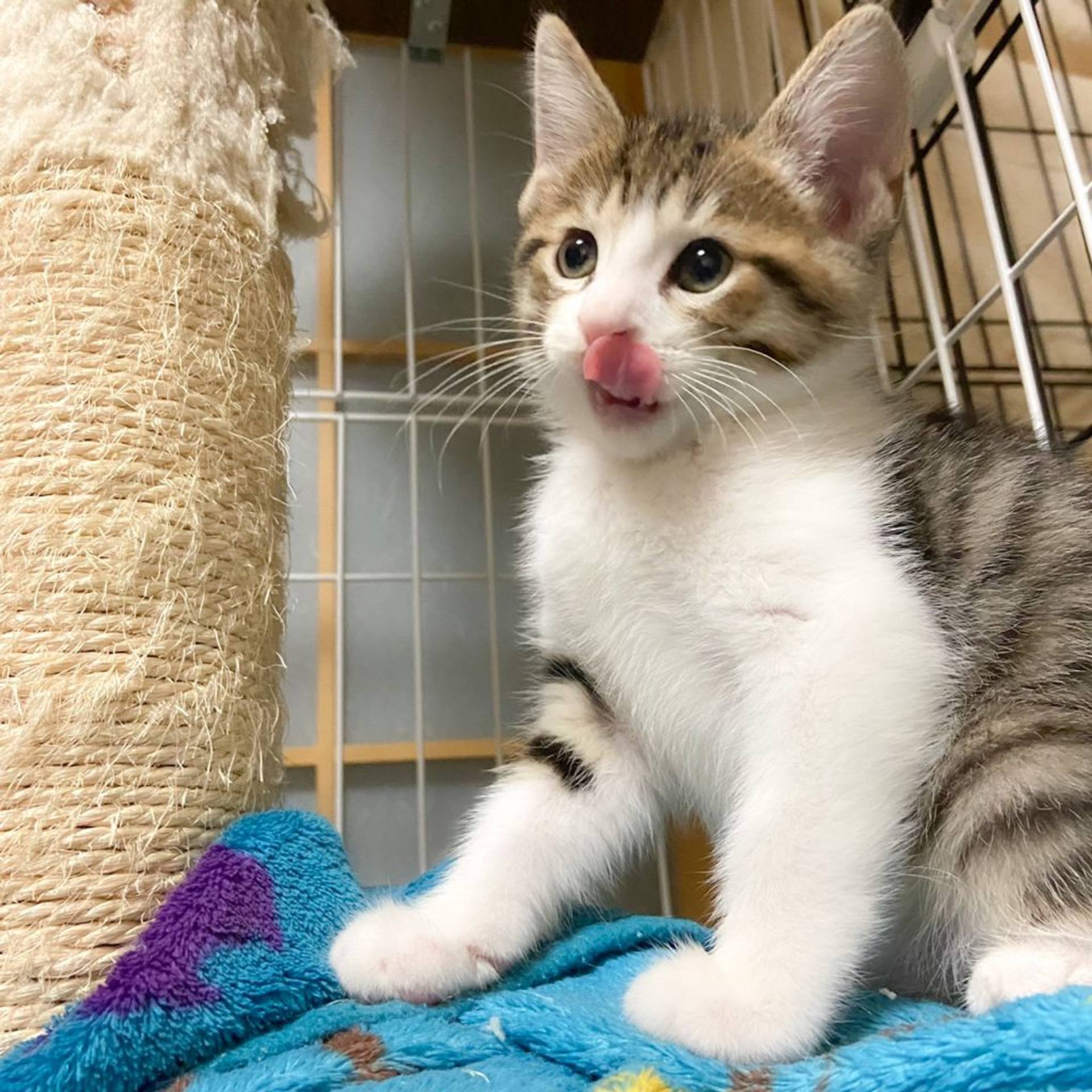 雑種（ミックス猫）・オスの里親募集の写真