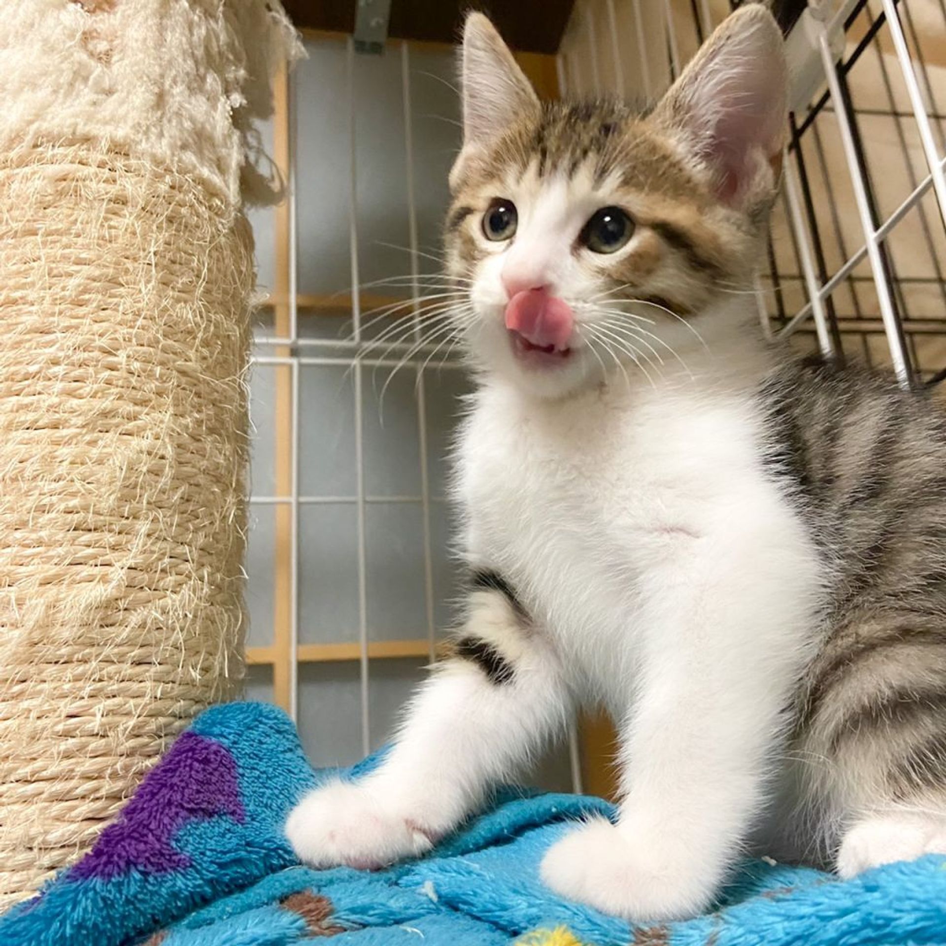 雑種（ミックス猫）・オスの里親募集の写真