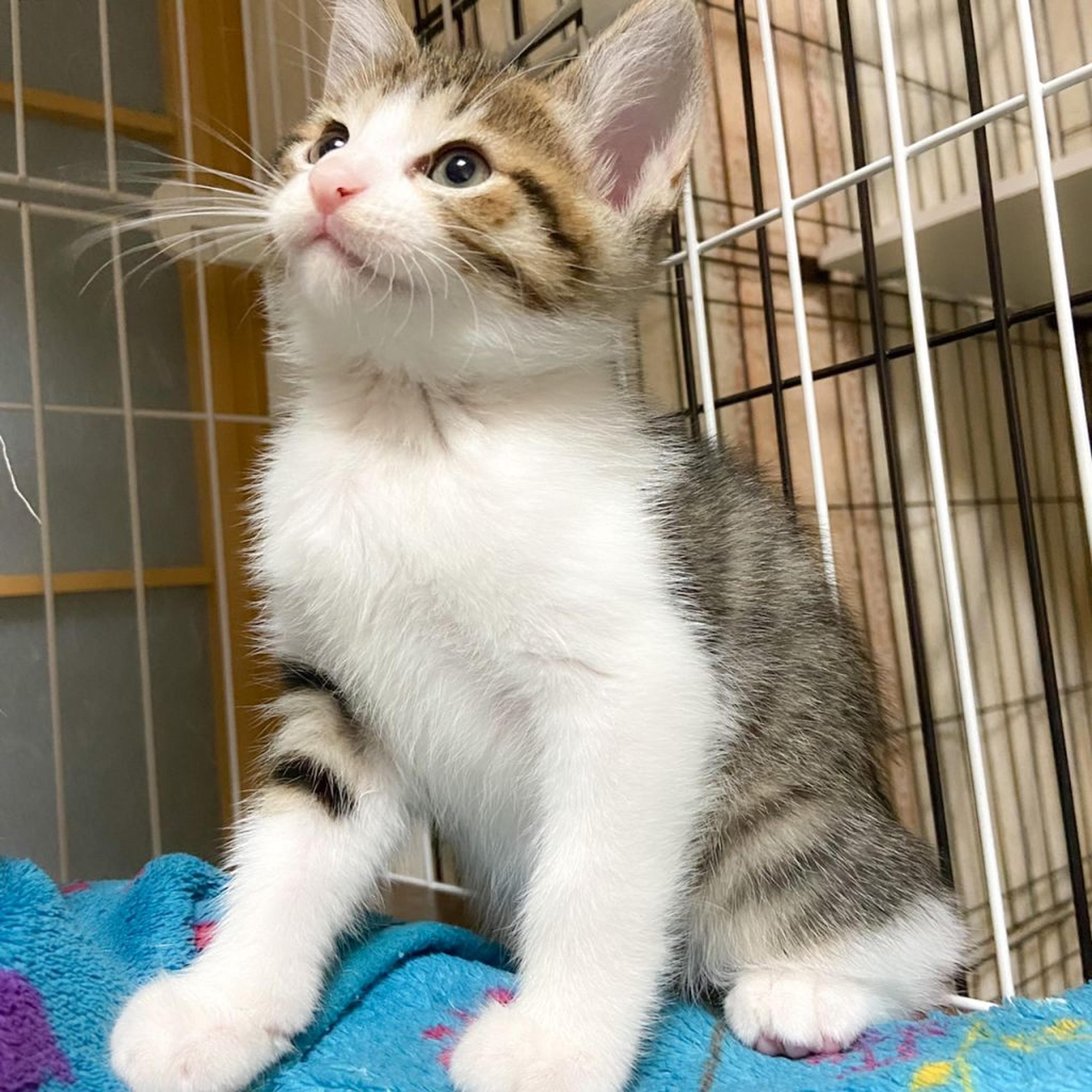 pet-image-3