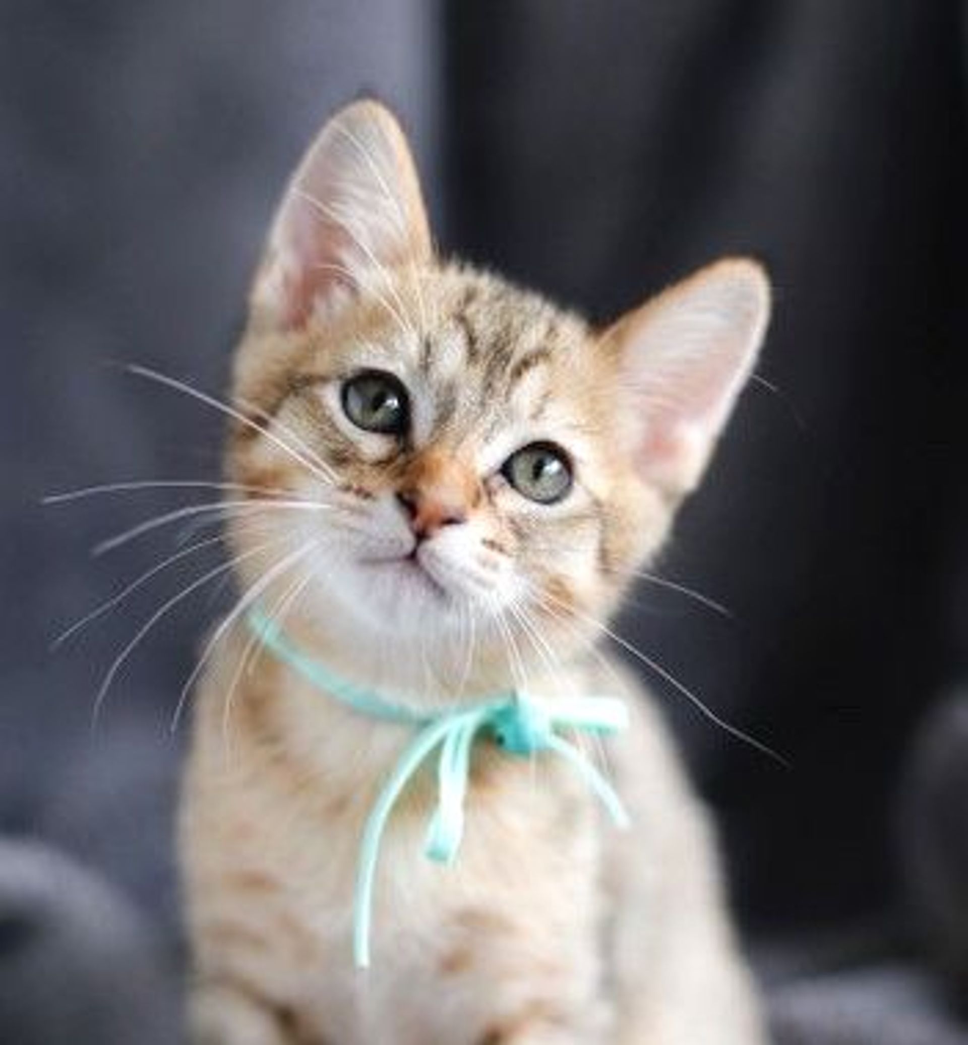 雑種（ミックス猫）・オスの里親募集の写真