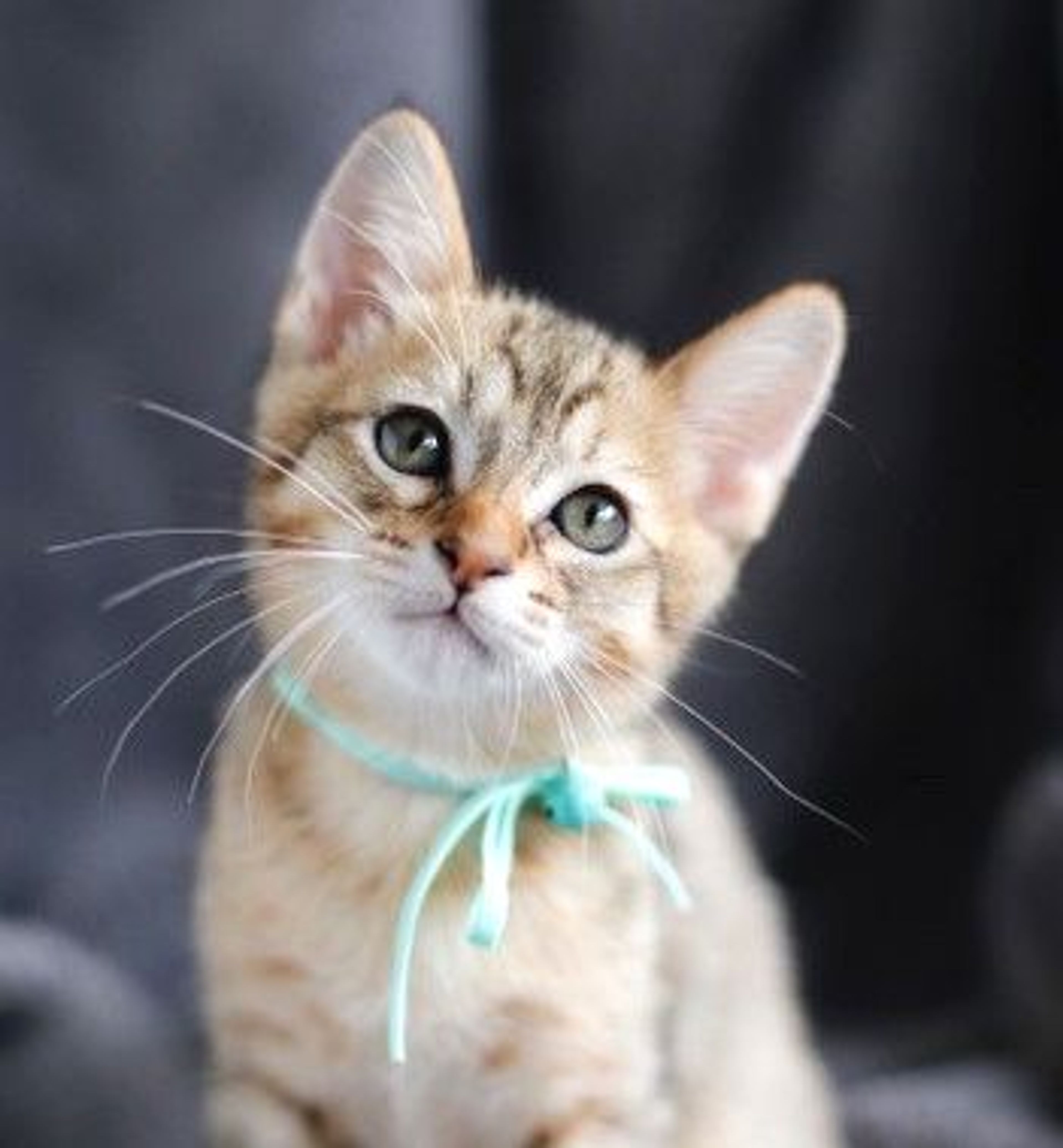 雑種（ミックス猫）・オスの里親募集の写真