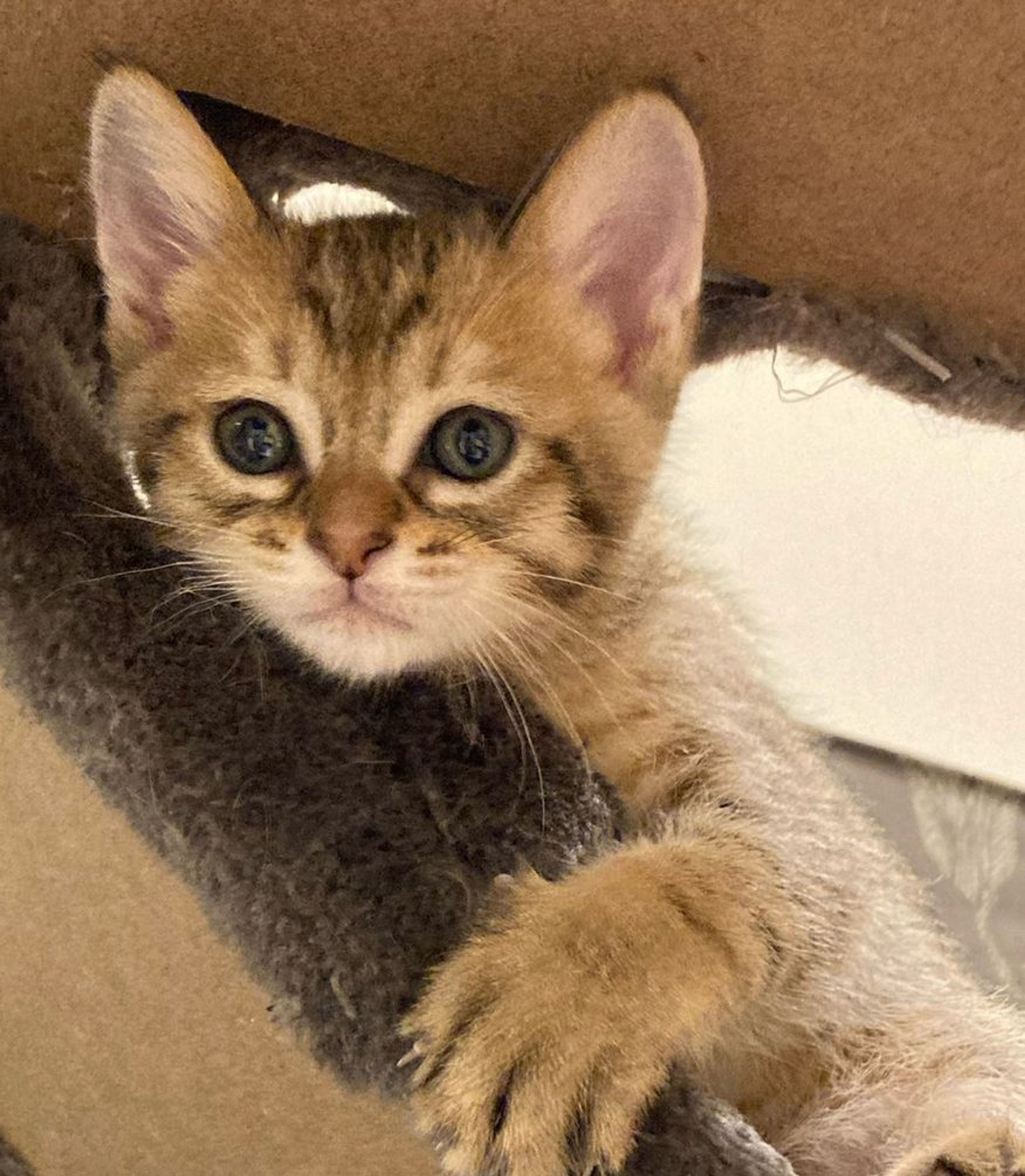 pet-image-2