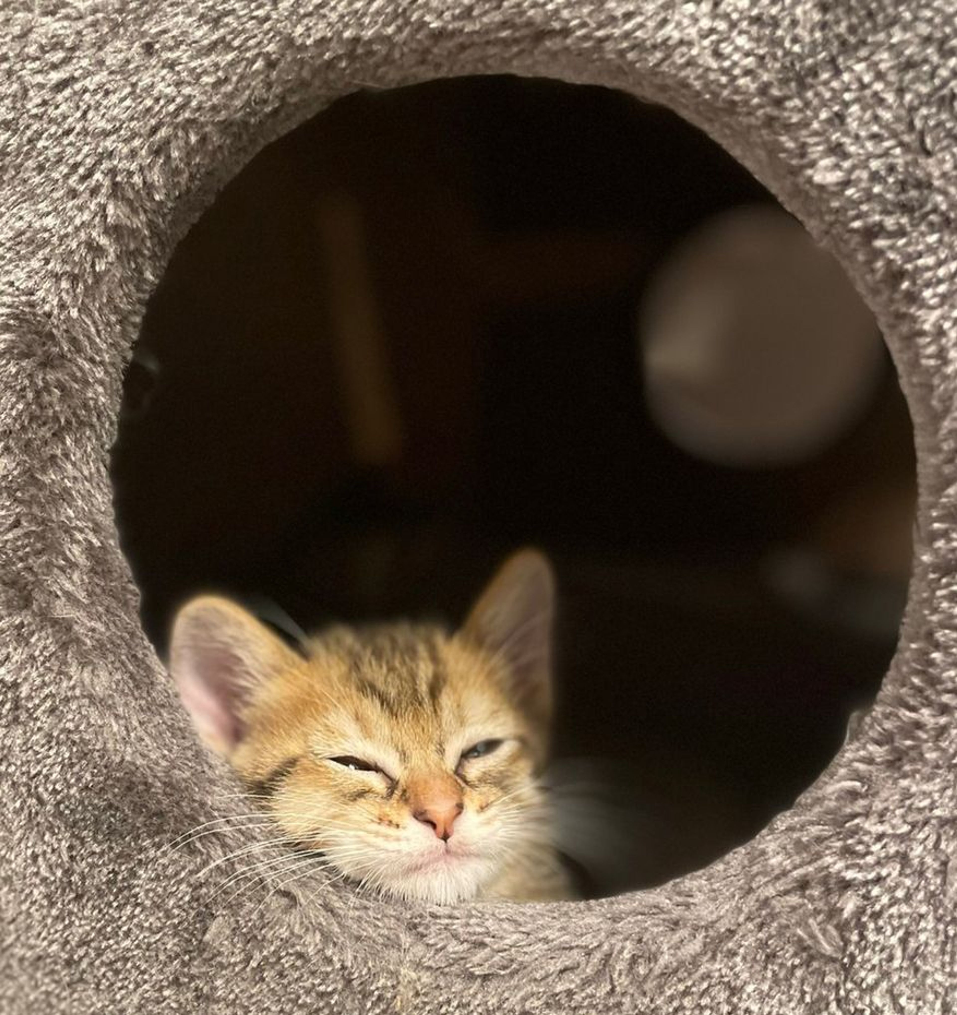 pet-image-5