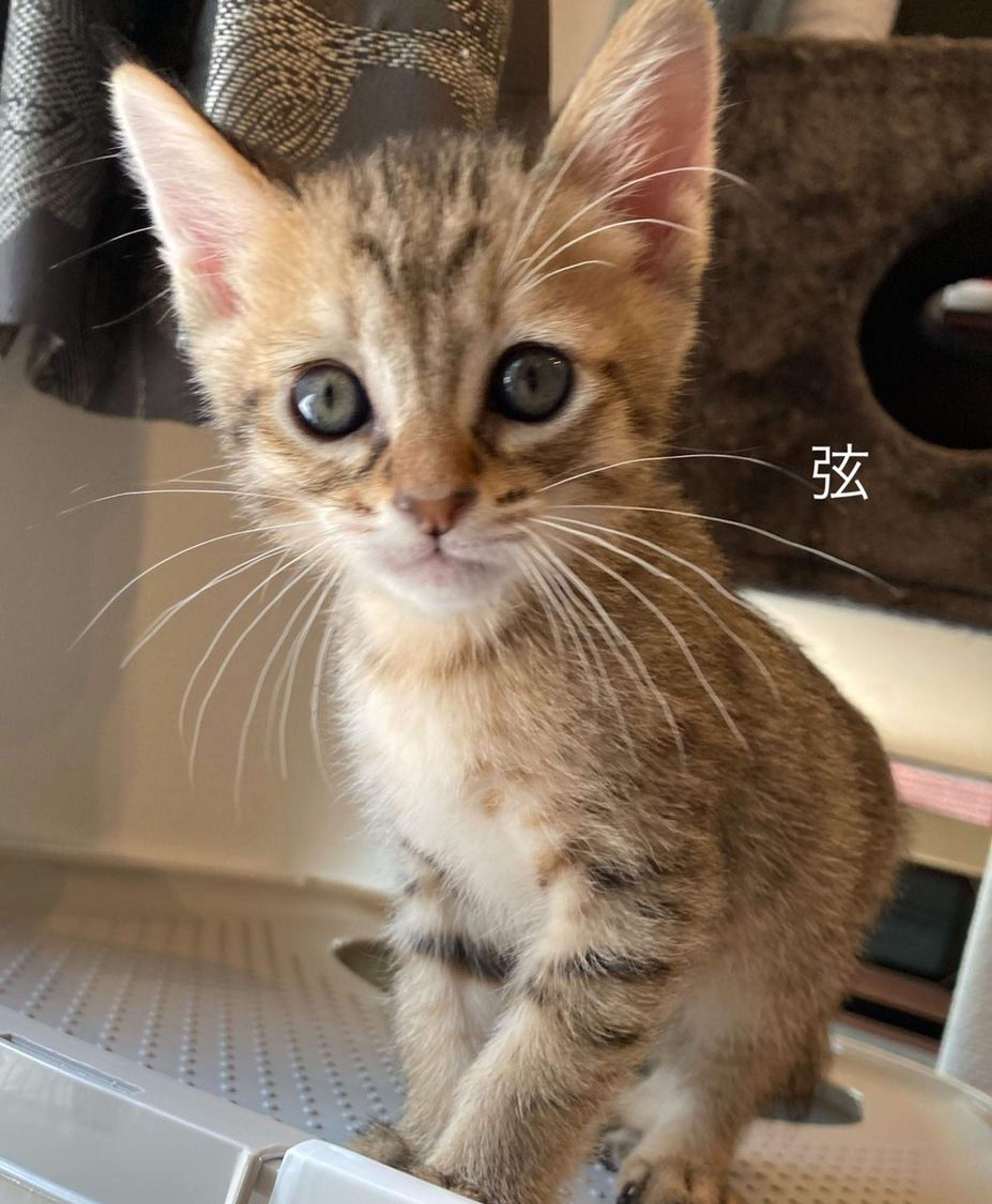 pet-image-6