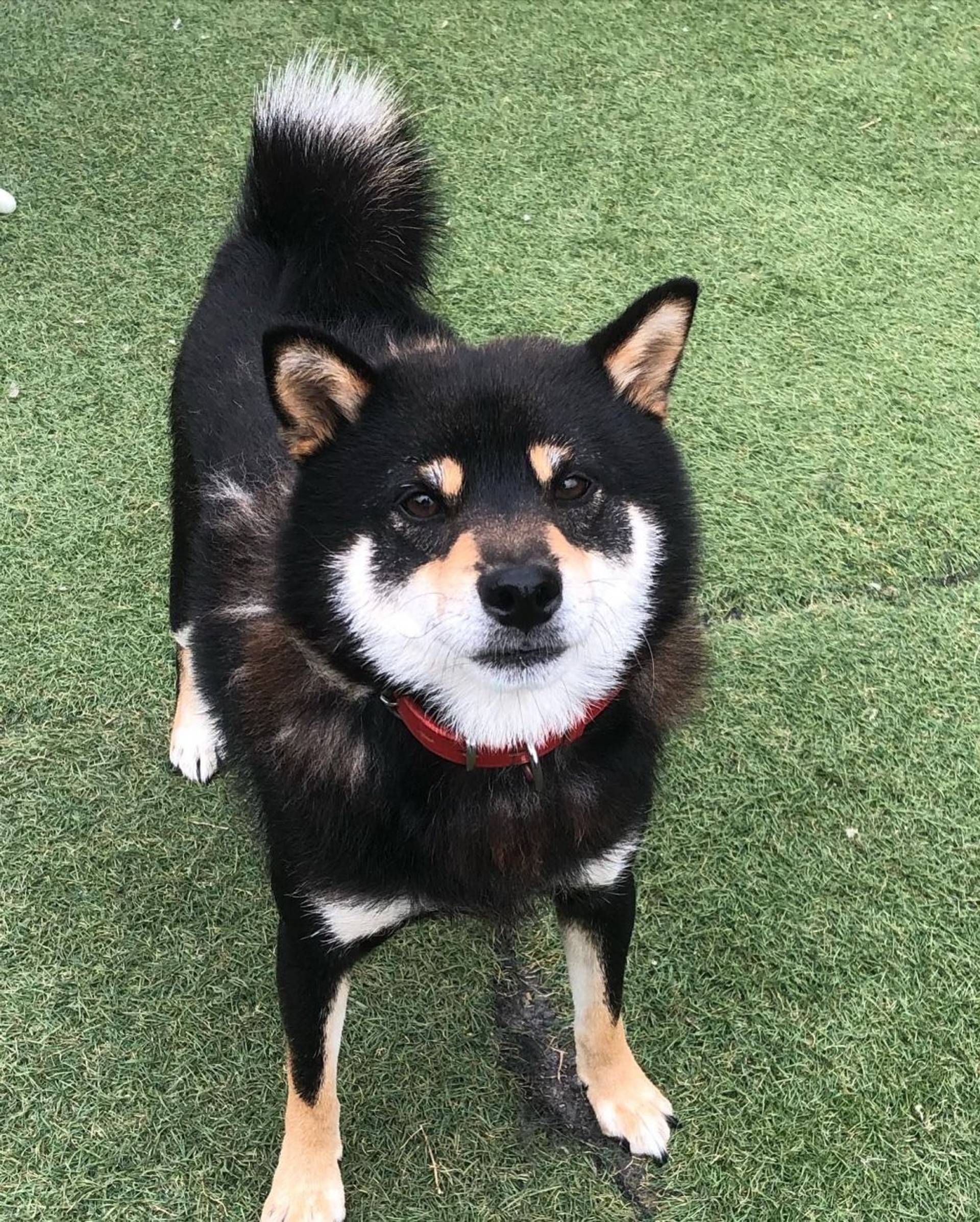 柴犬・オスの里親募集の写真
