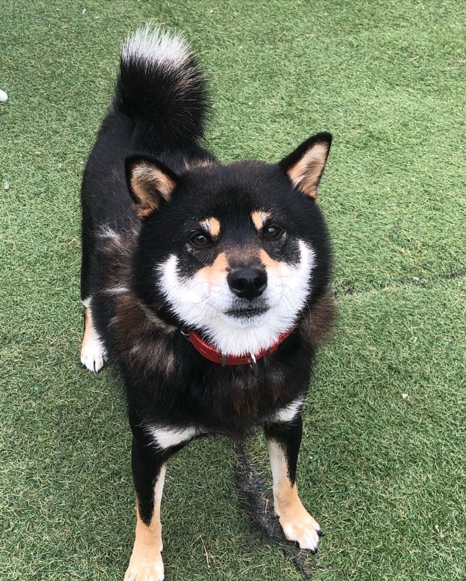 柴犬・オスの里親募集の写真