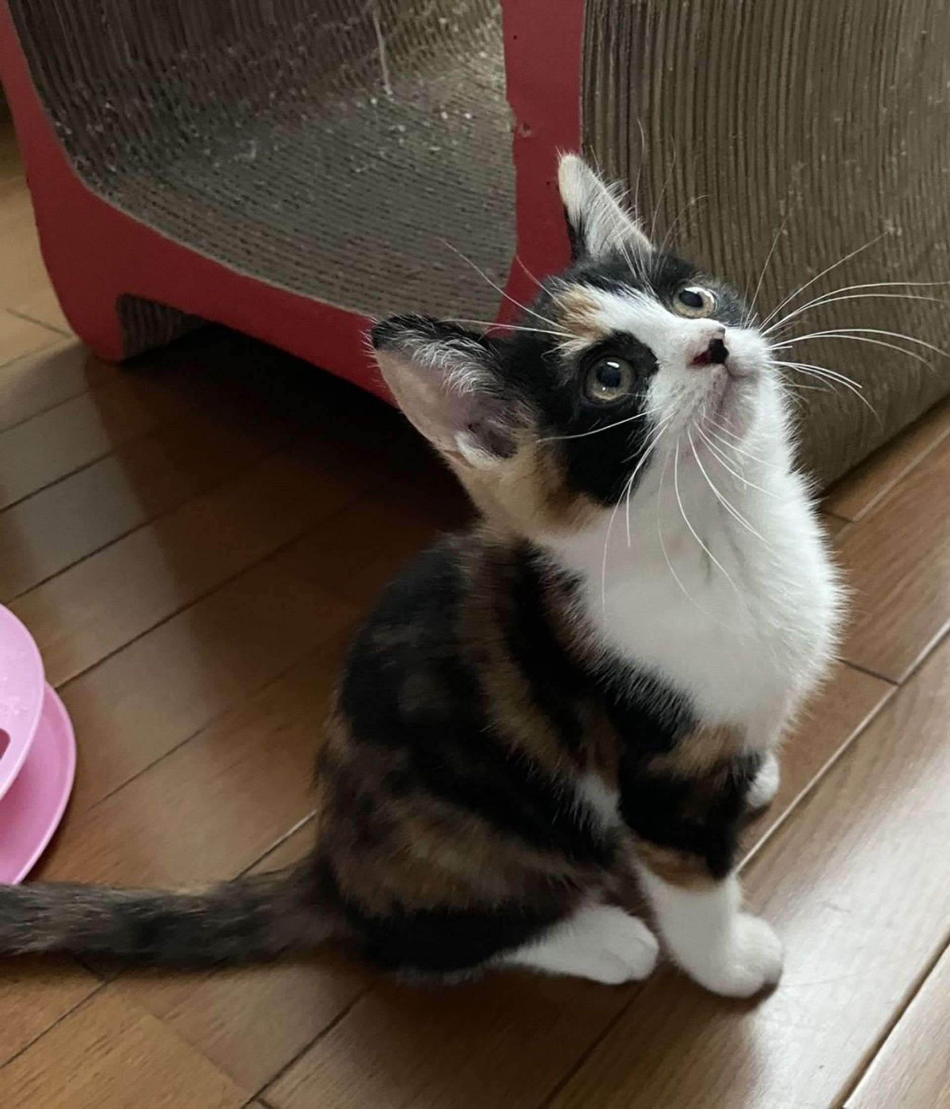 雑種（ミックス猫）・メスの里親募集の写真
