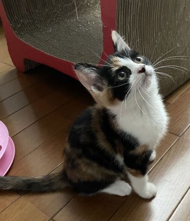 ちょこみ