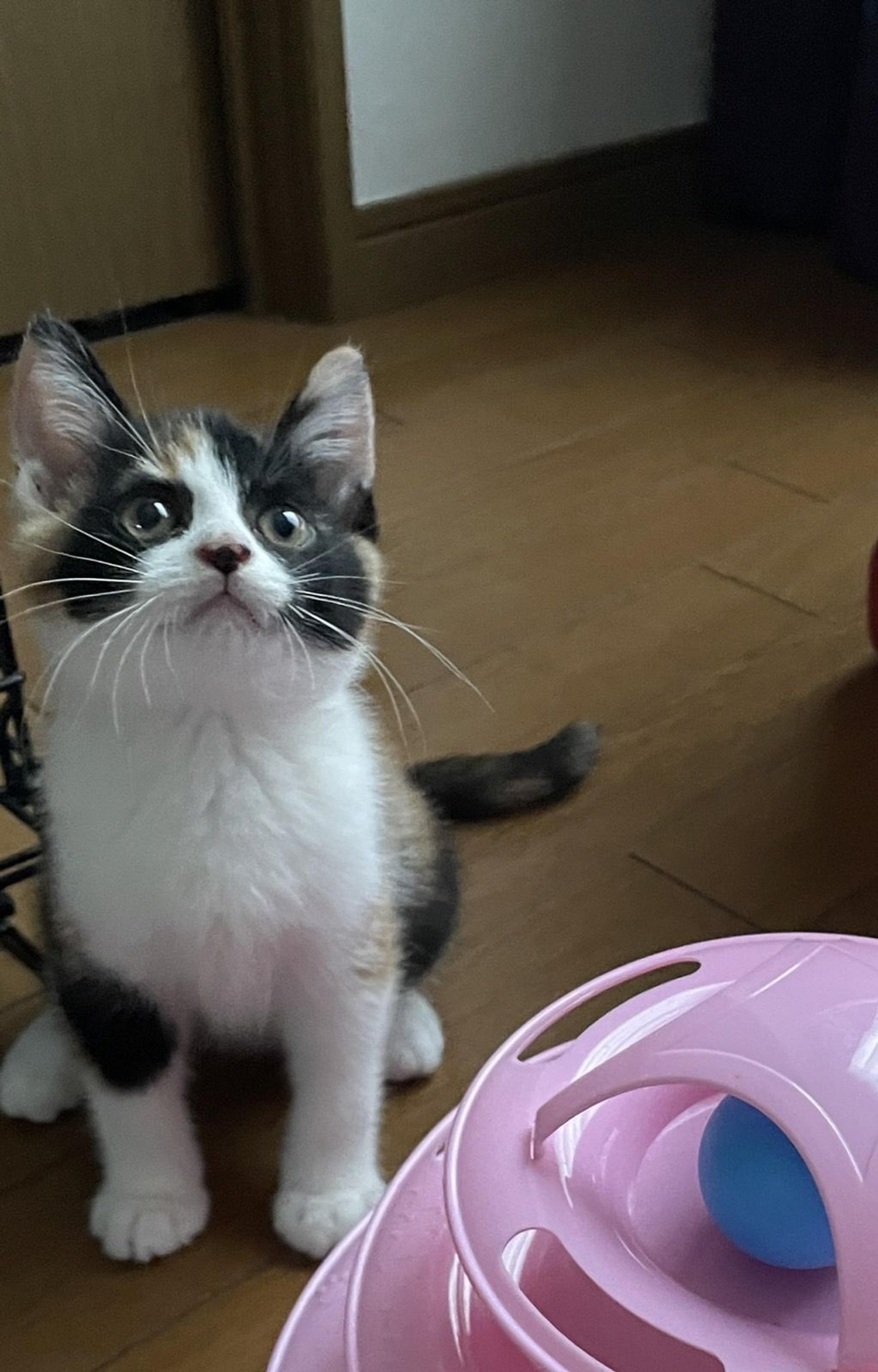 pet-image-2