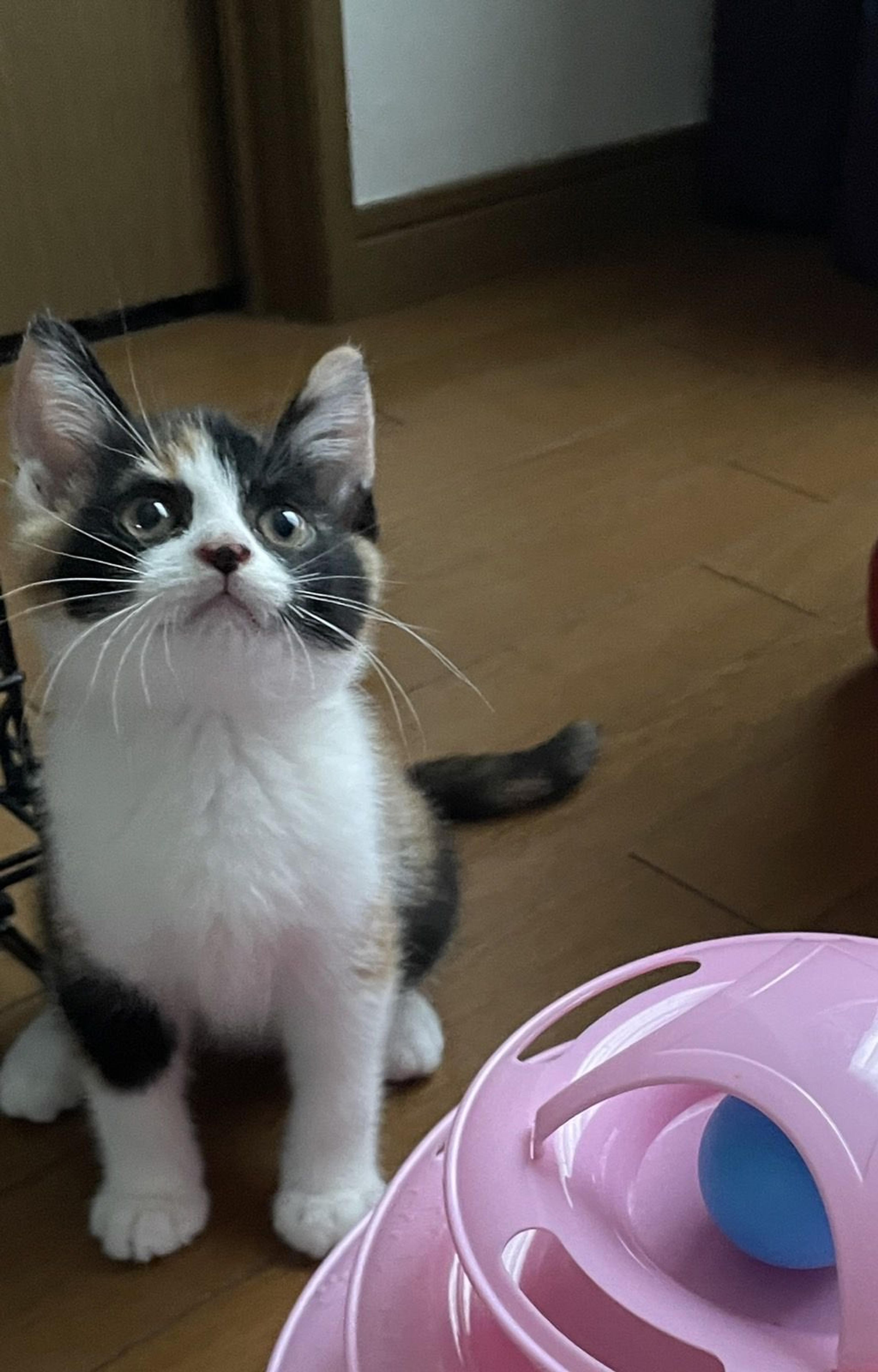 pet-image-2
