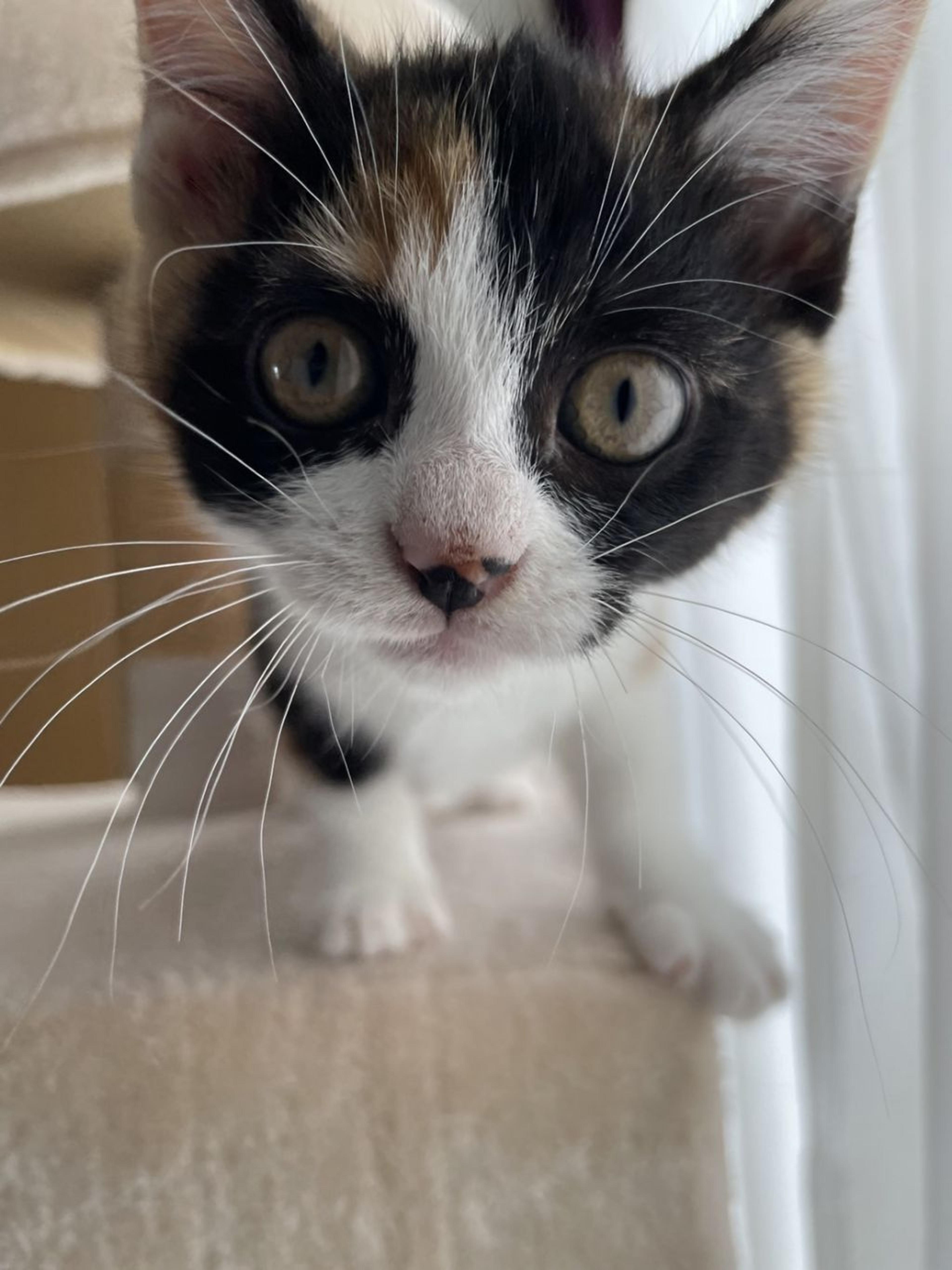 pet-image-3