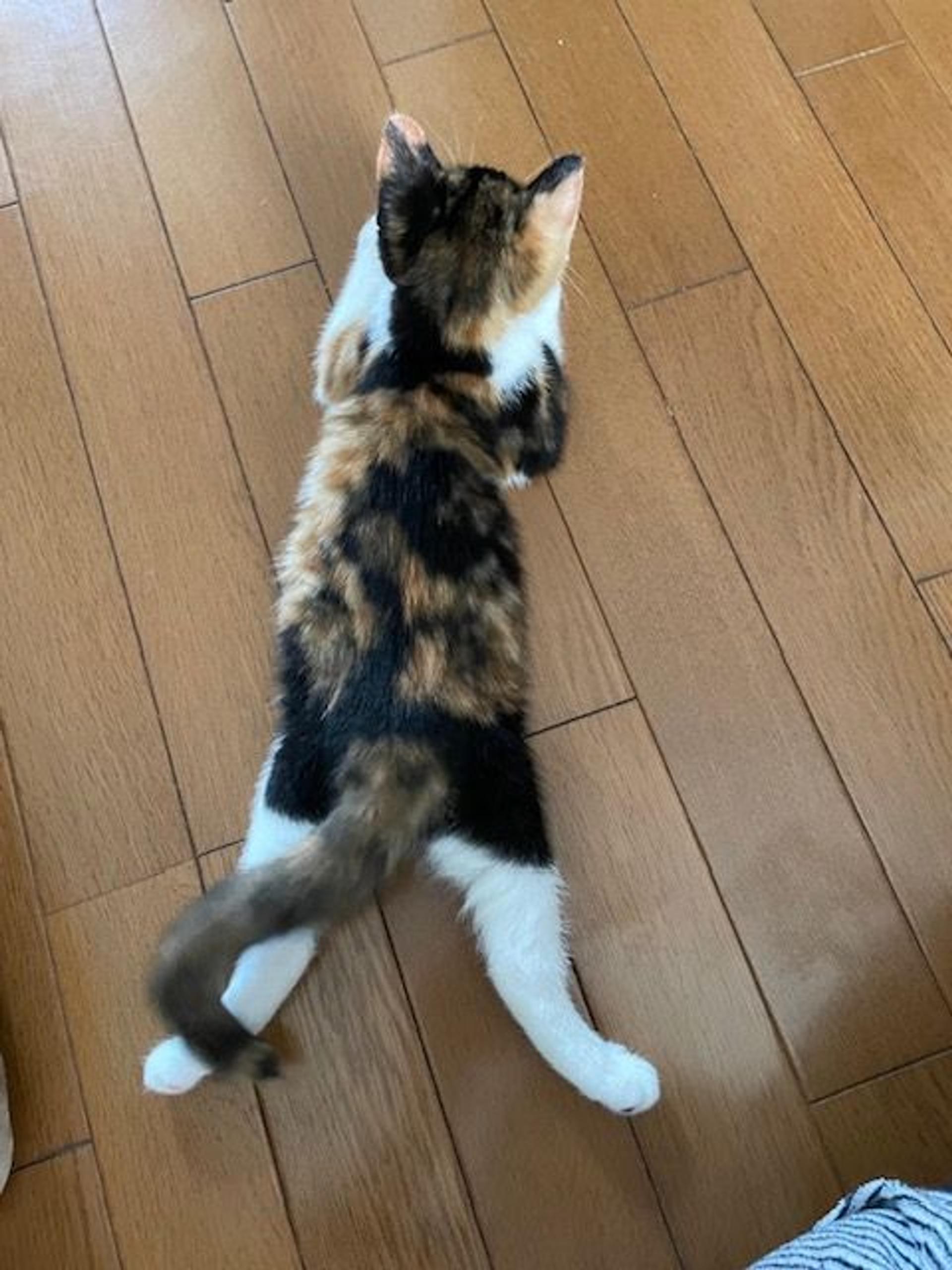 pet-image-4
