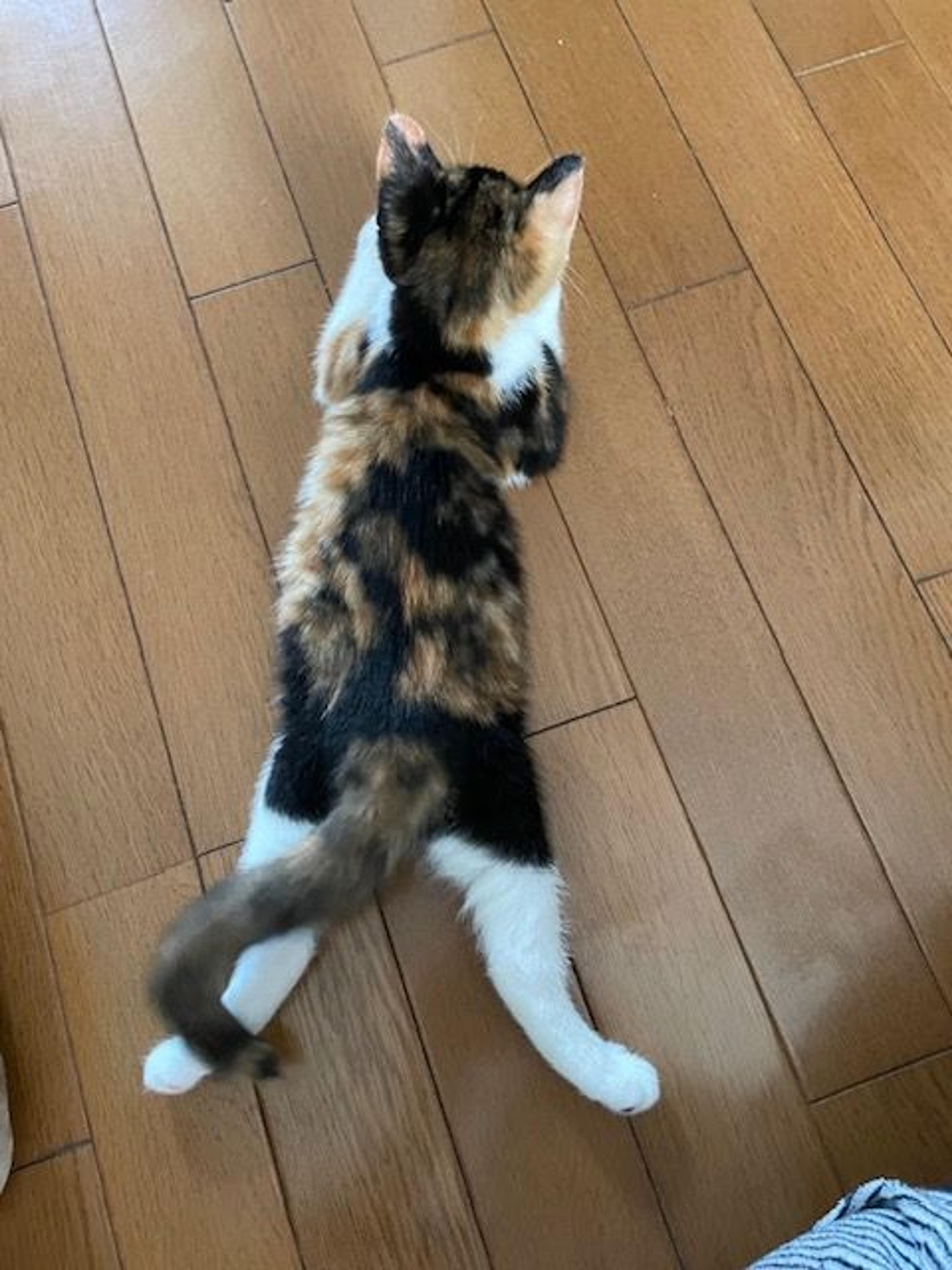 pet-image-4