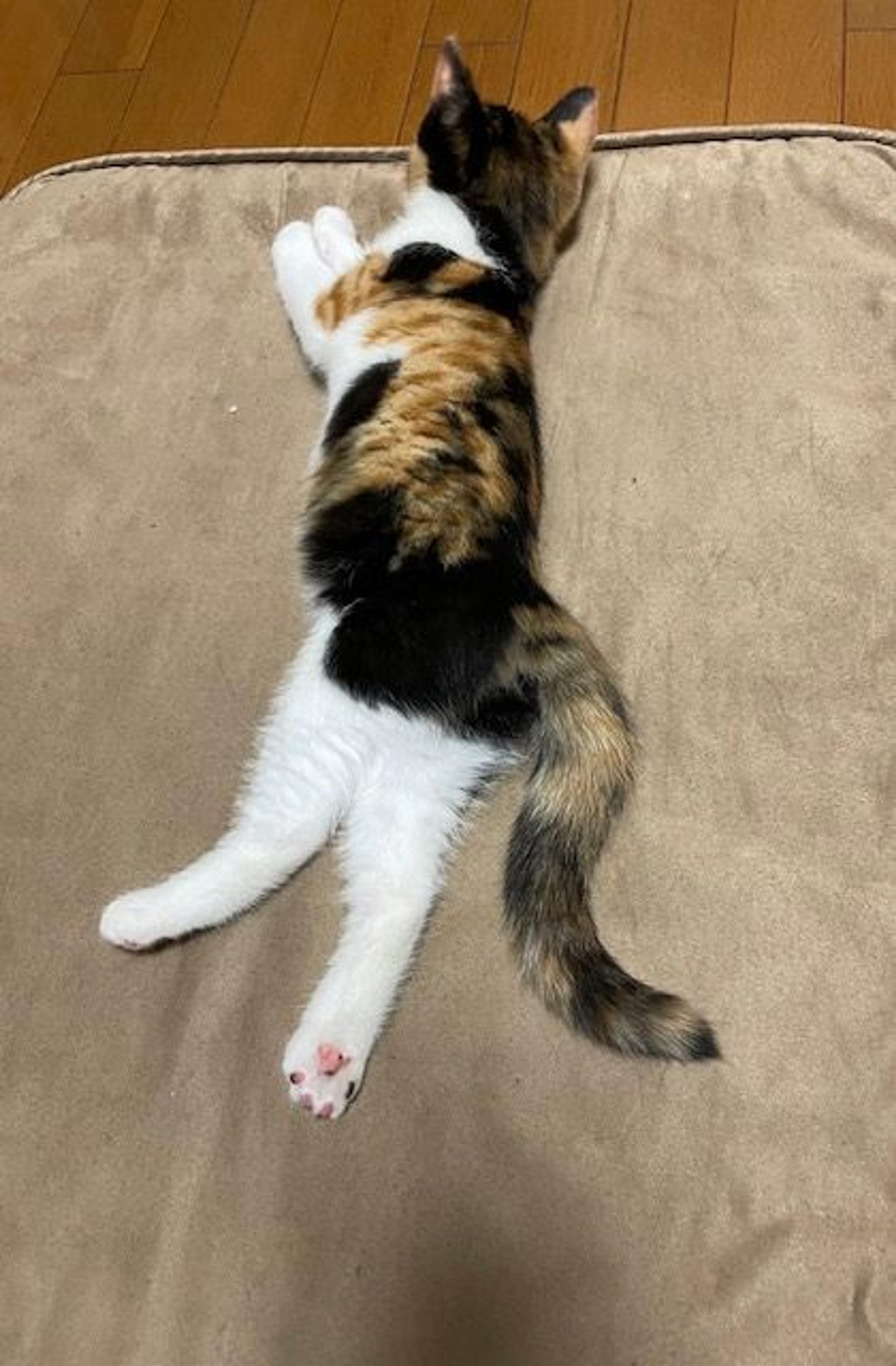pet-image-5