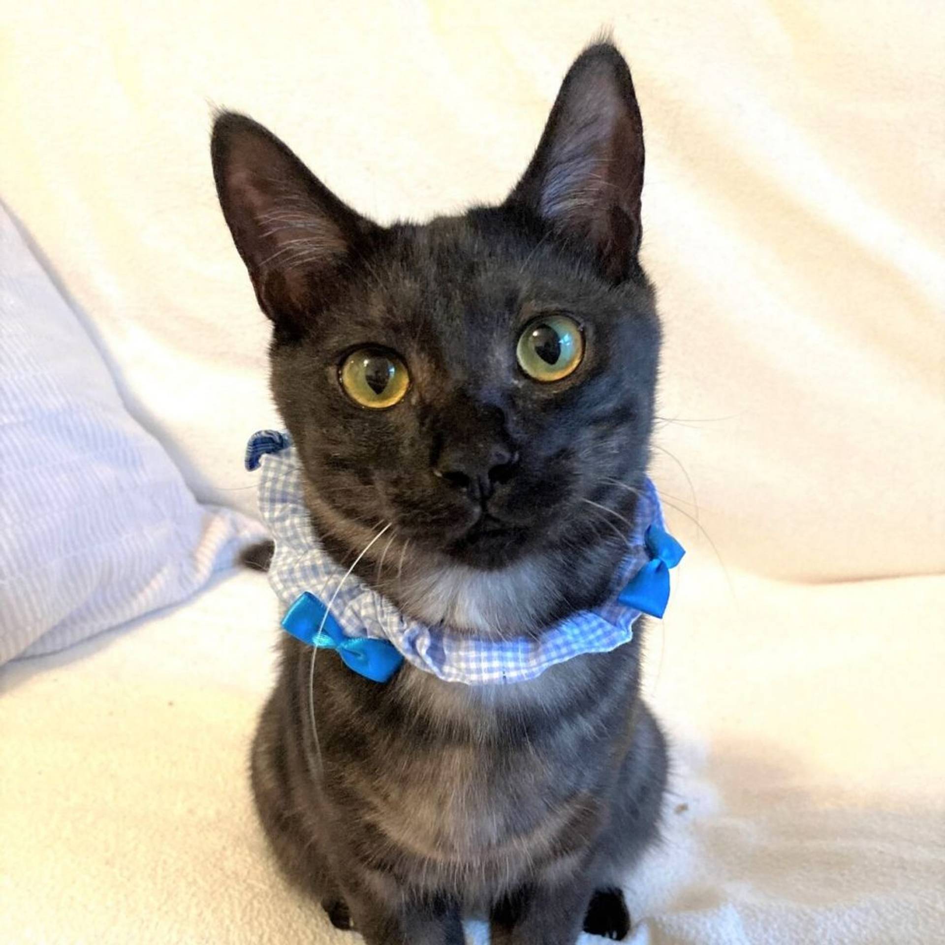 雑種（ミックス猫）・オスの里親募集の写真