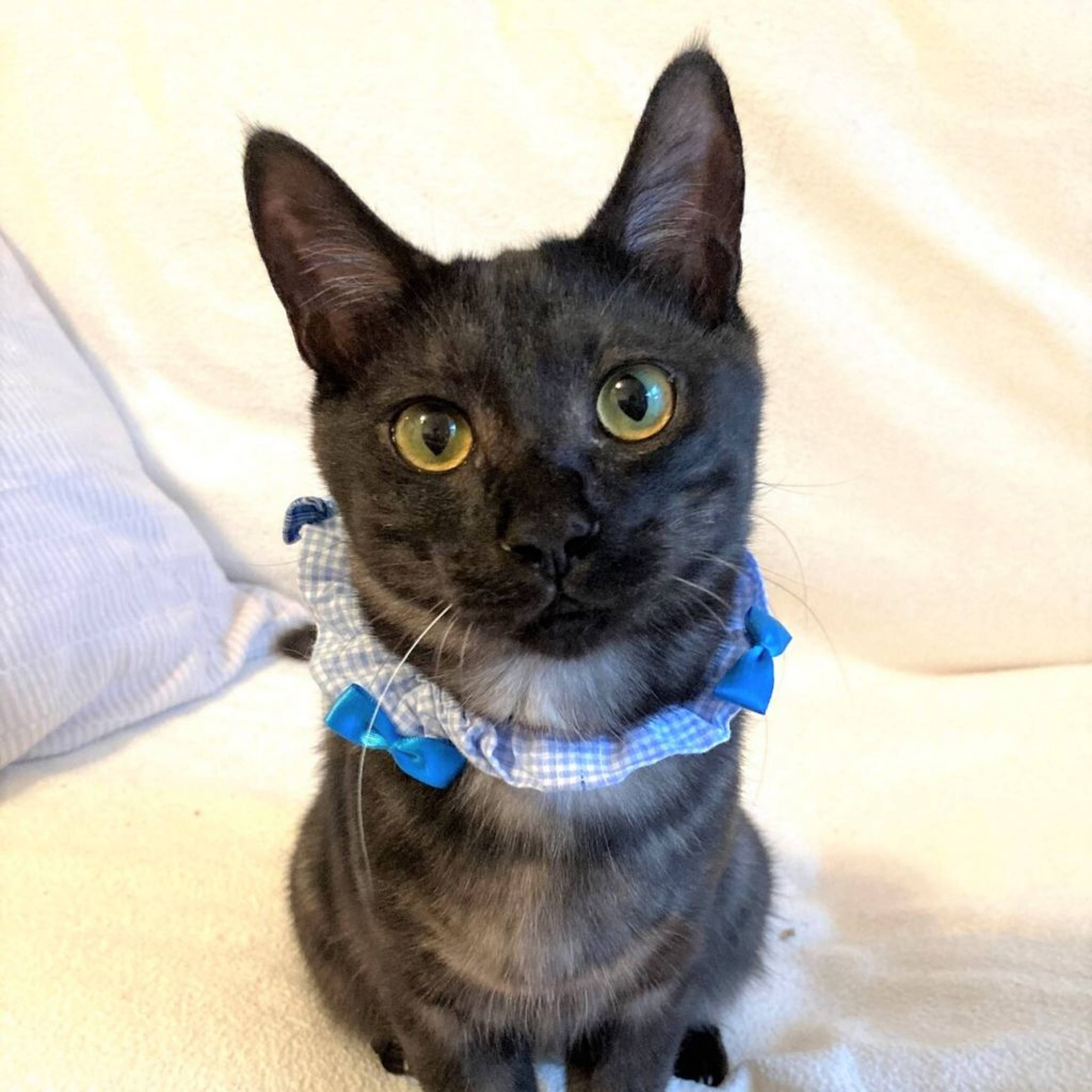 雑種（ミックス猫）・オスの里親募集の写真