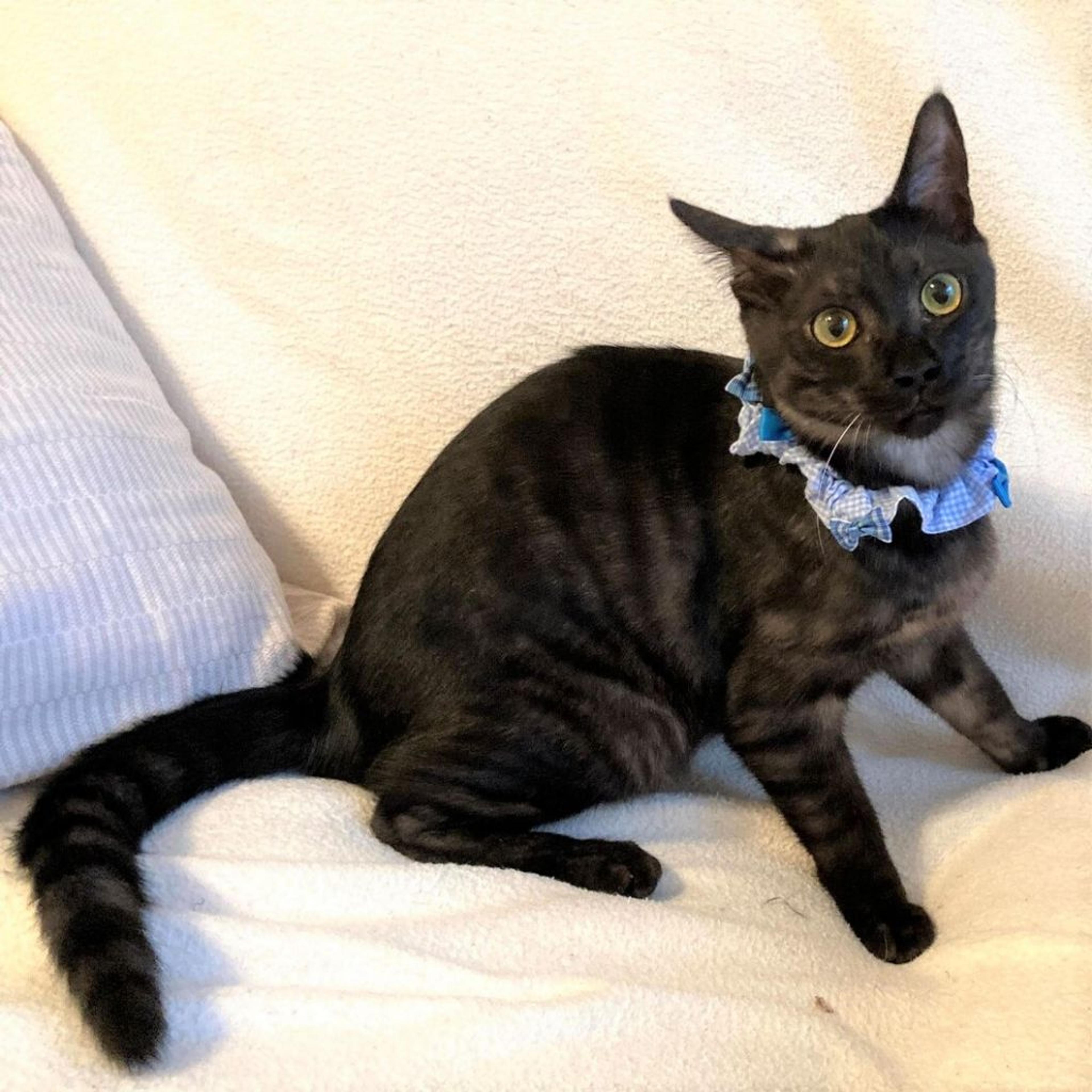 pet-image-3