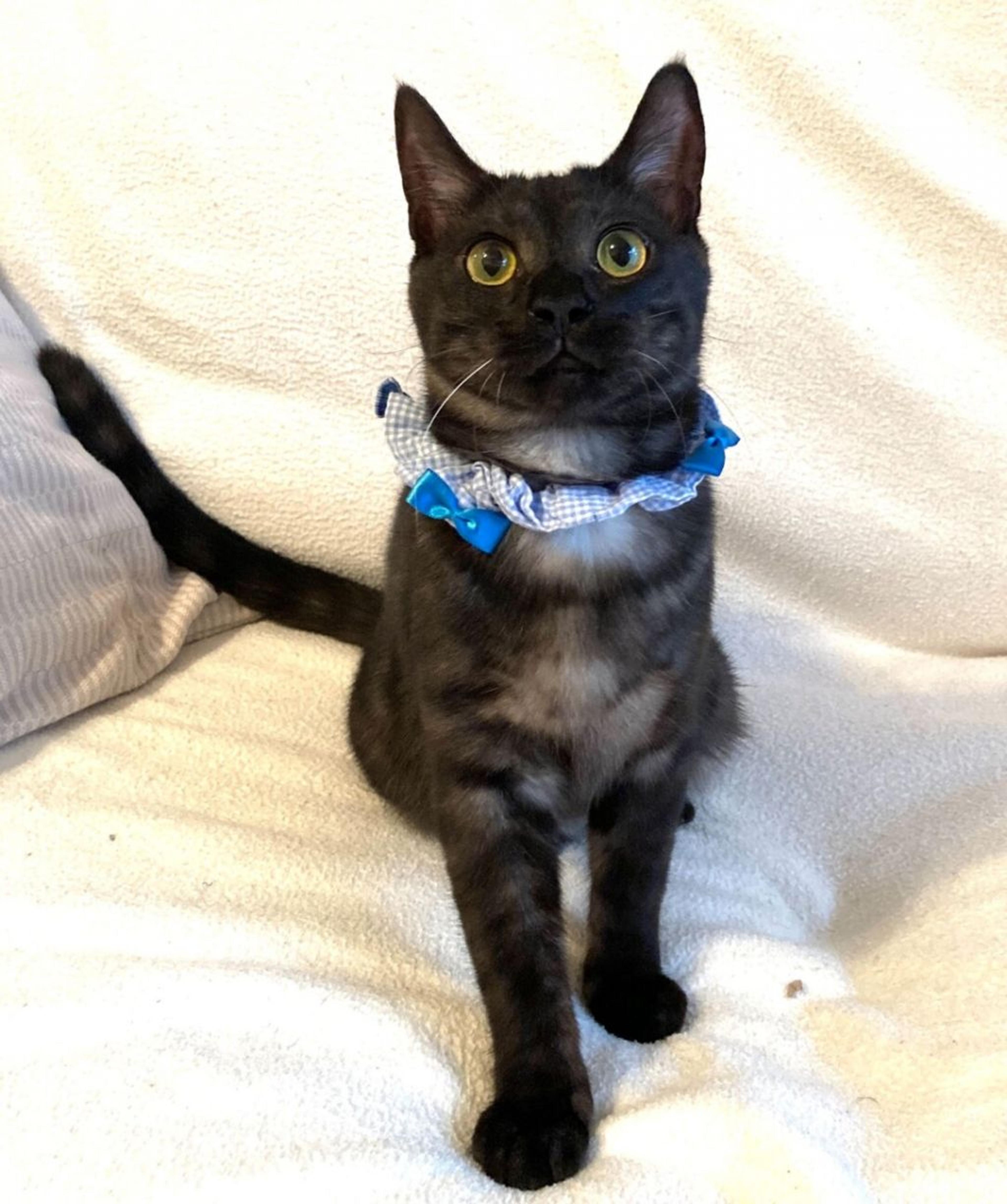 pet-image-4