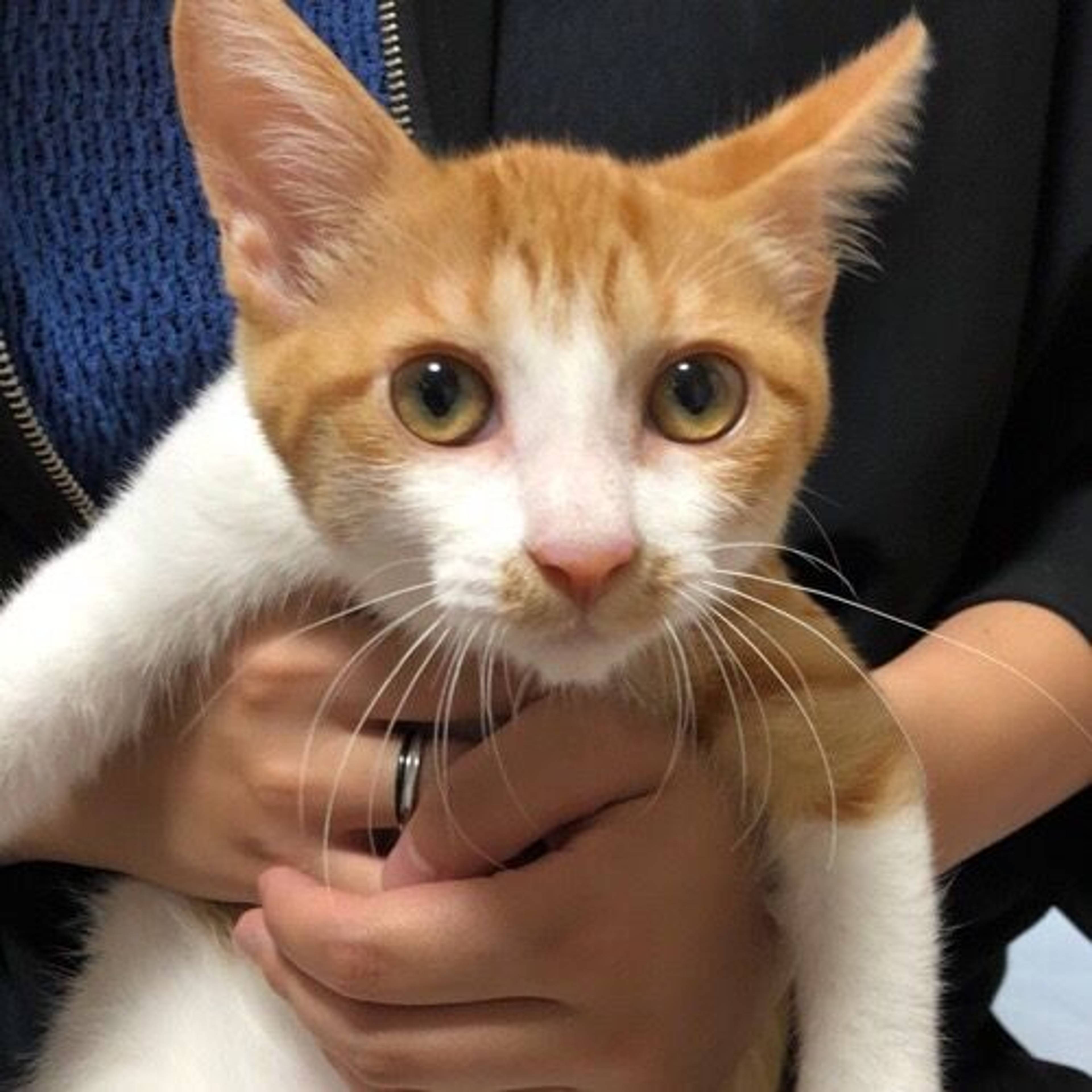 雑種（ミックス猫）・オスの里親募集の写真