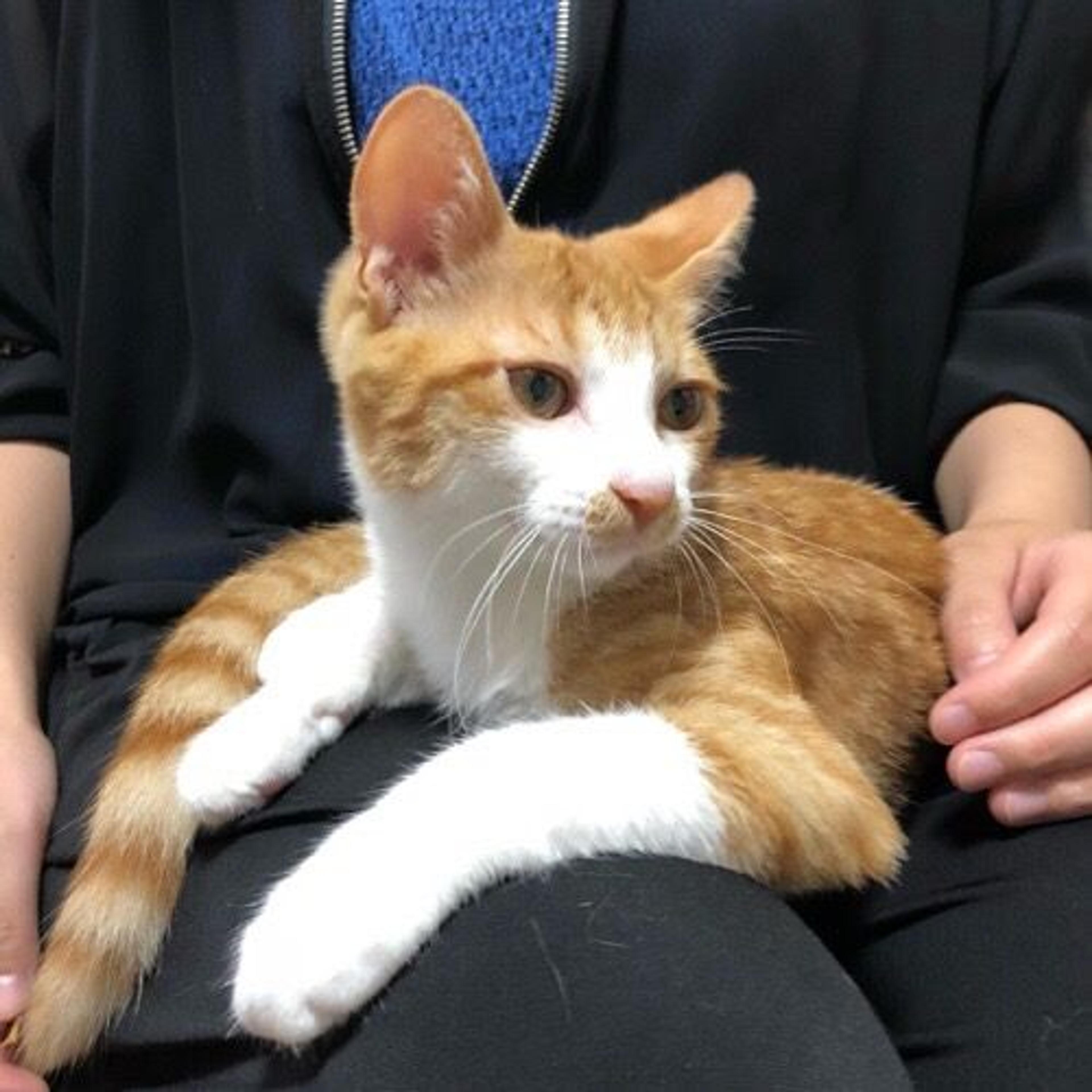 pet-image-2
