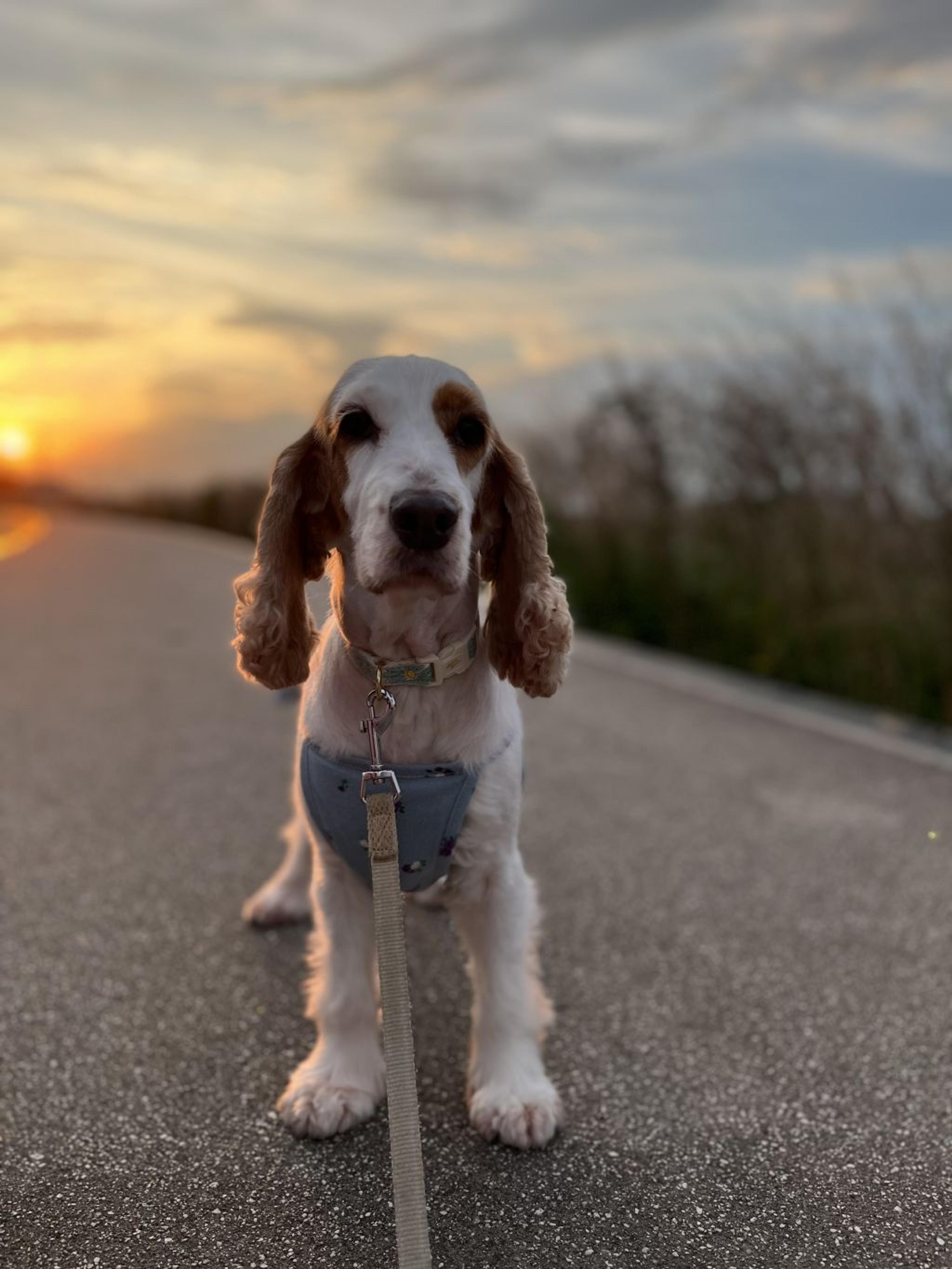 pet-image-2