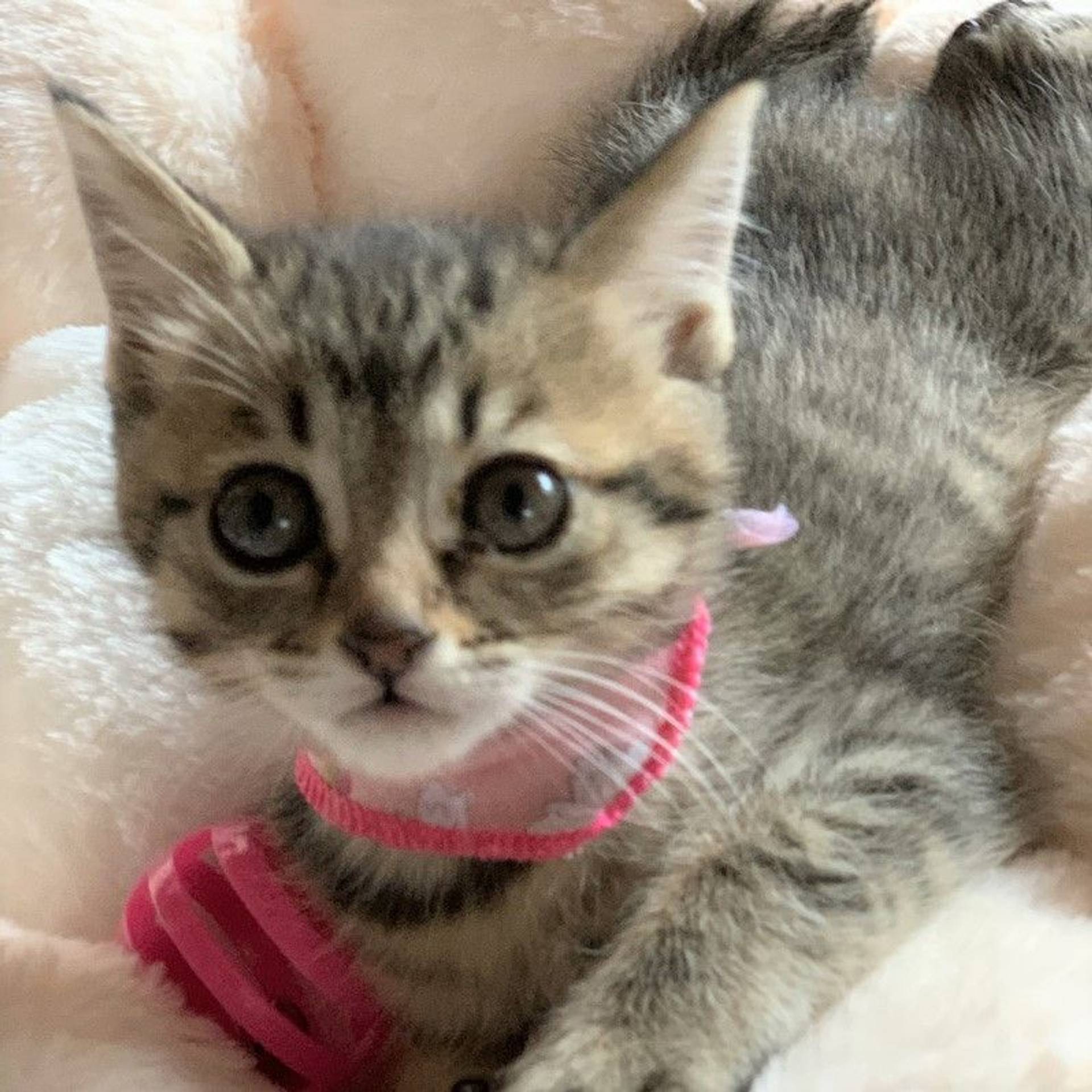 雑種（ミックス猫）・メスの里親募集の写真