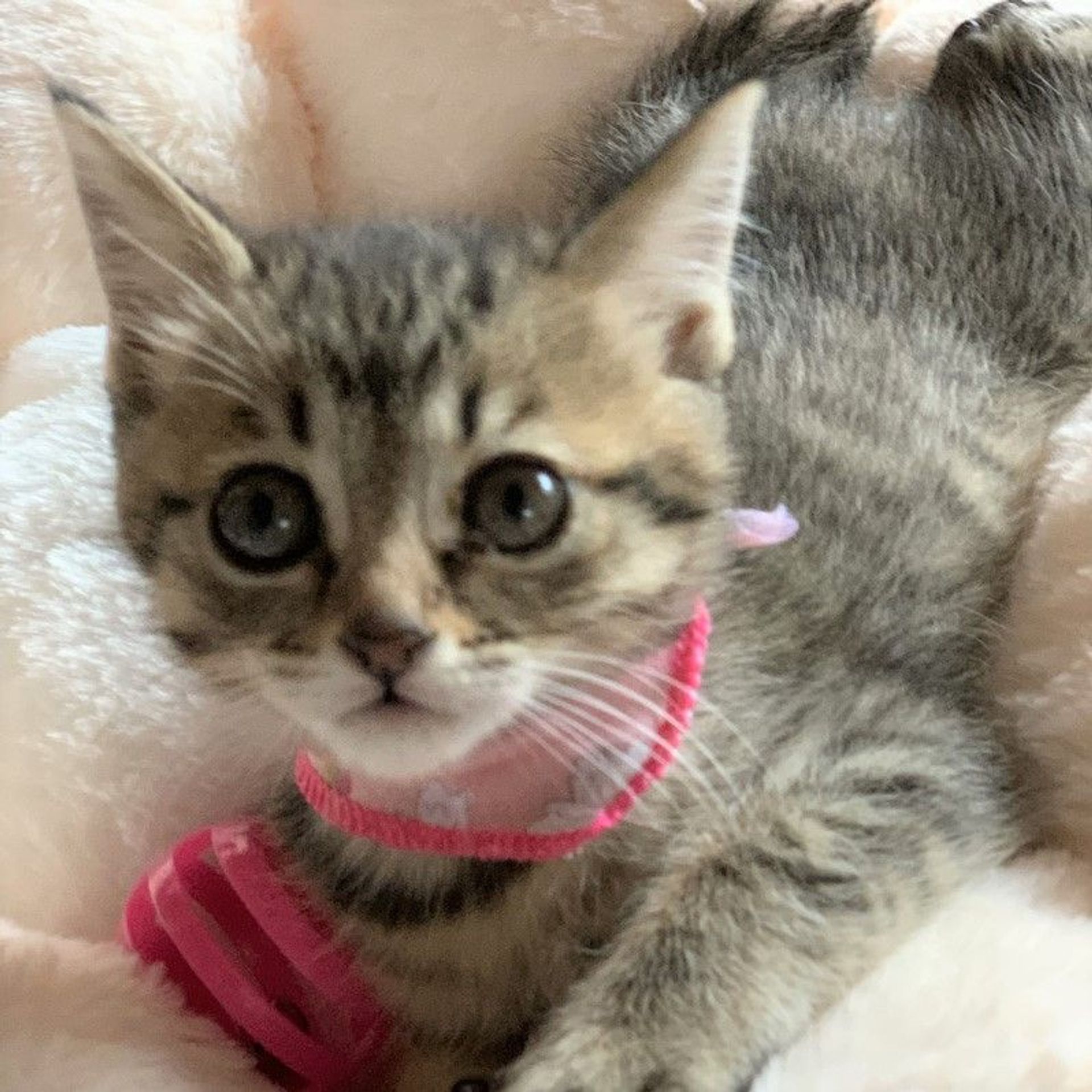 雑種（ミックス猫）・メスの里親募集の写真