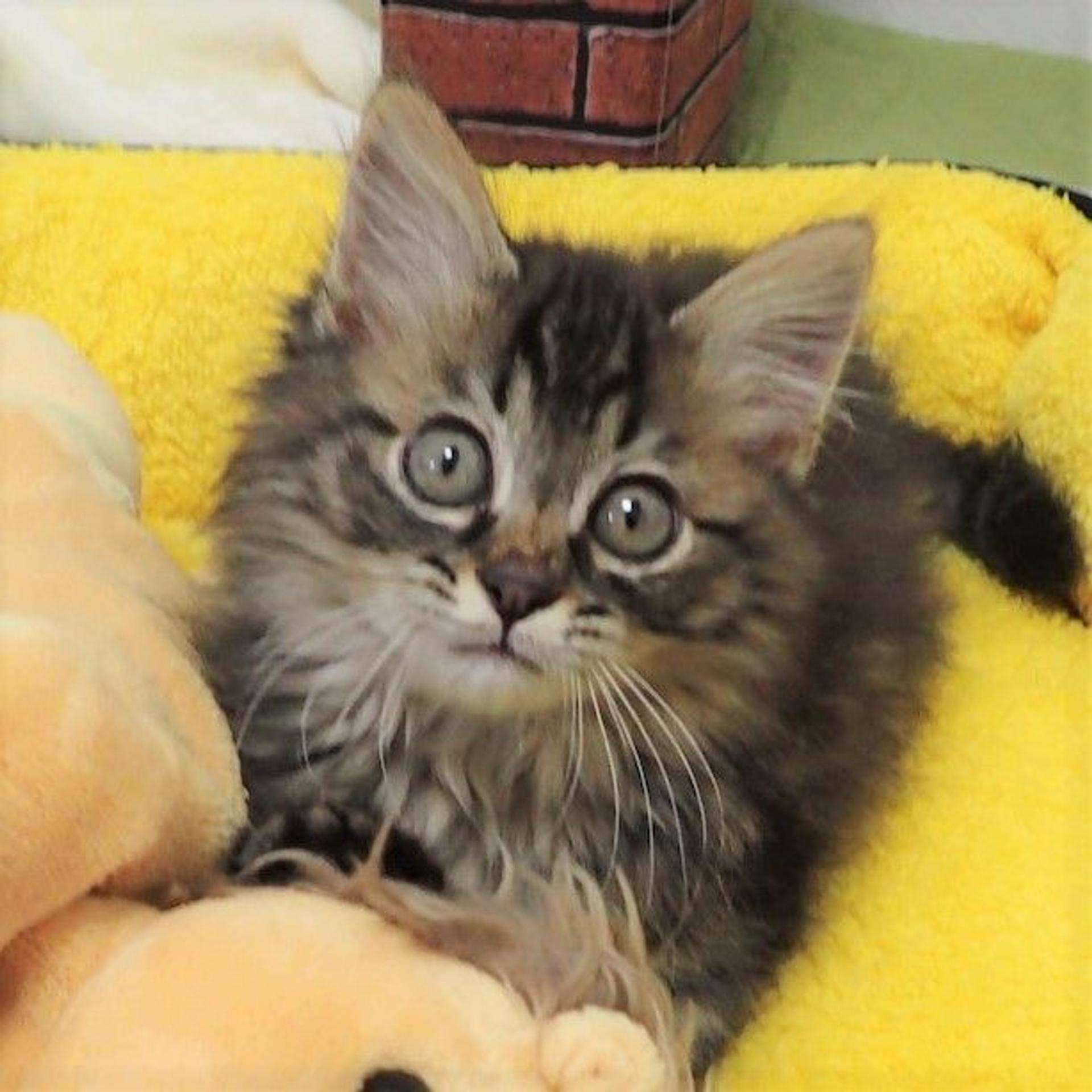 pet-image-3