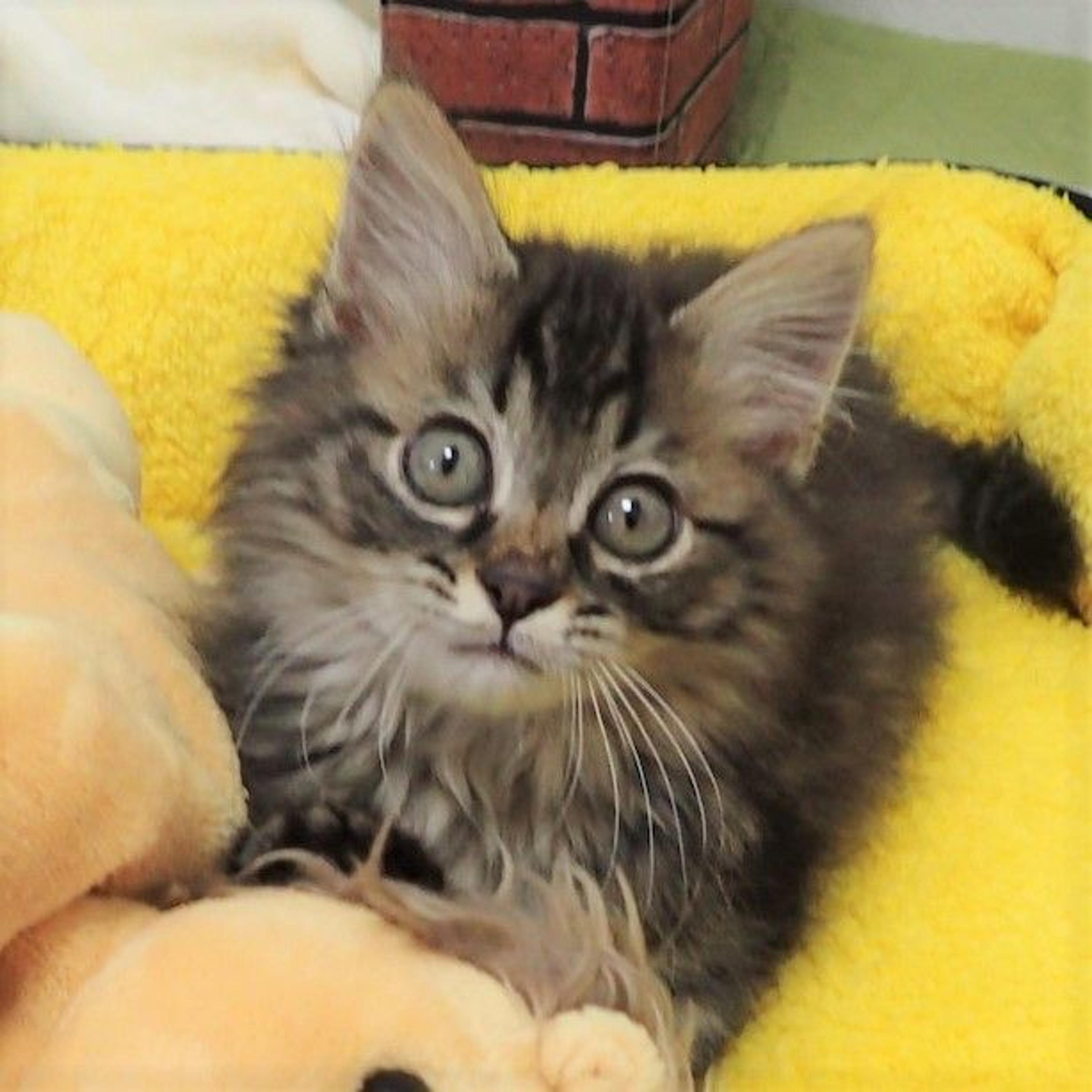 pet-image-3