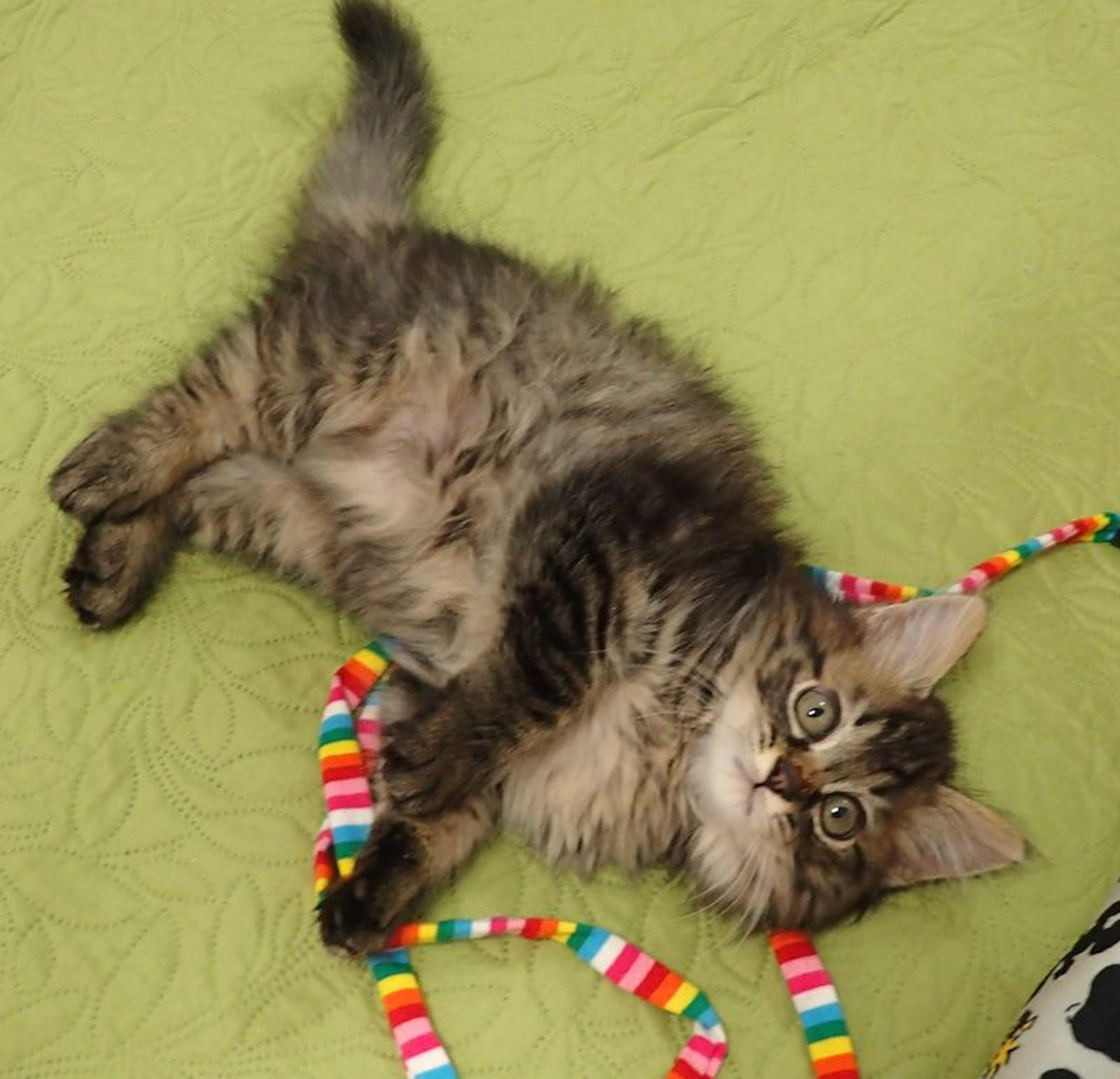 pet-image-5