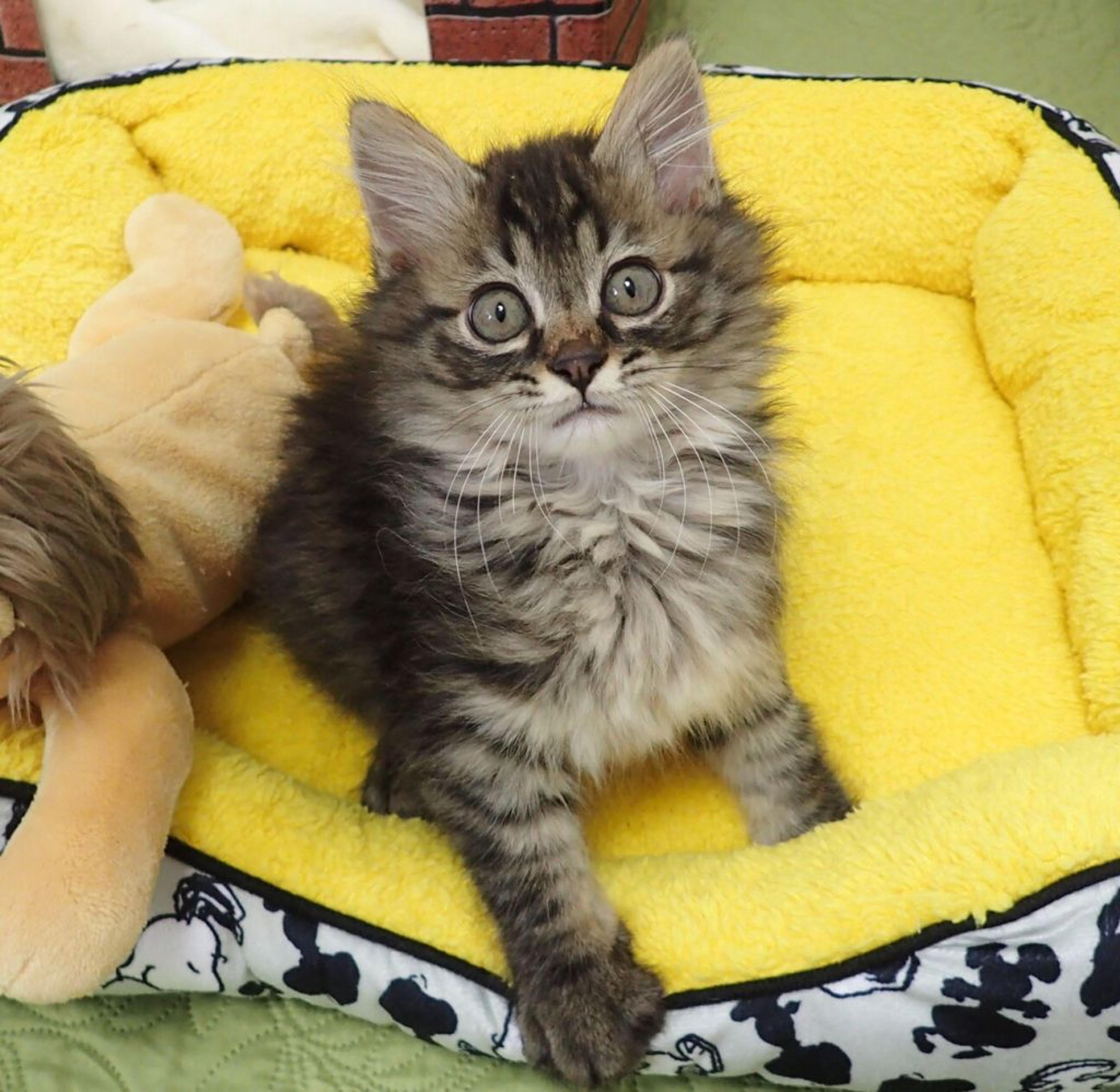 pet-image-2