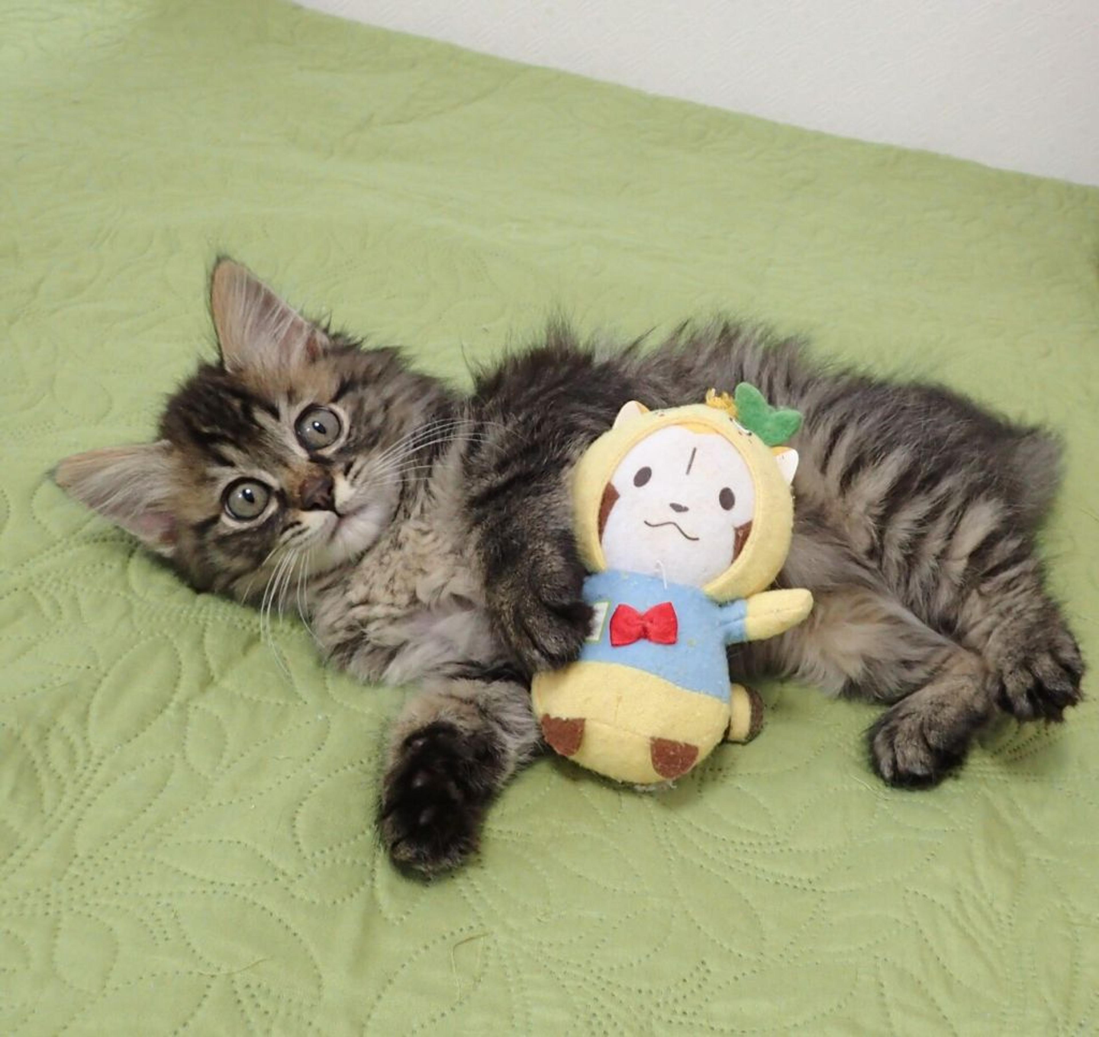pet-image-4