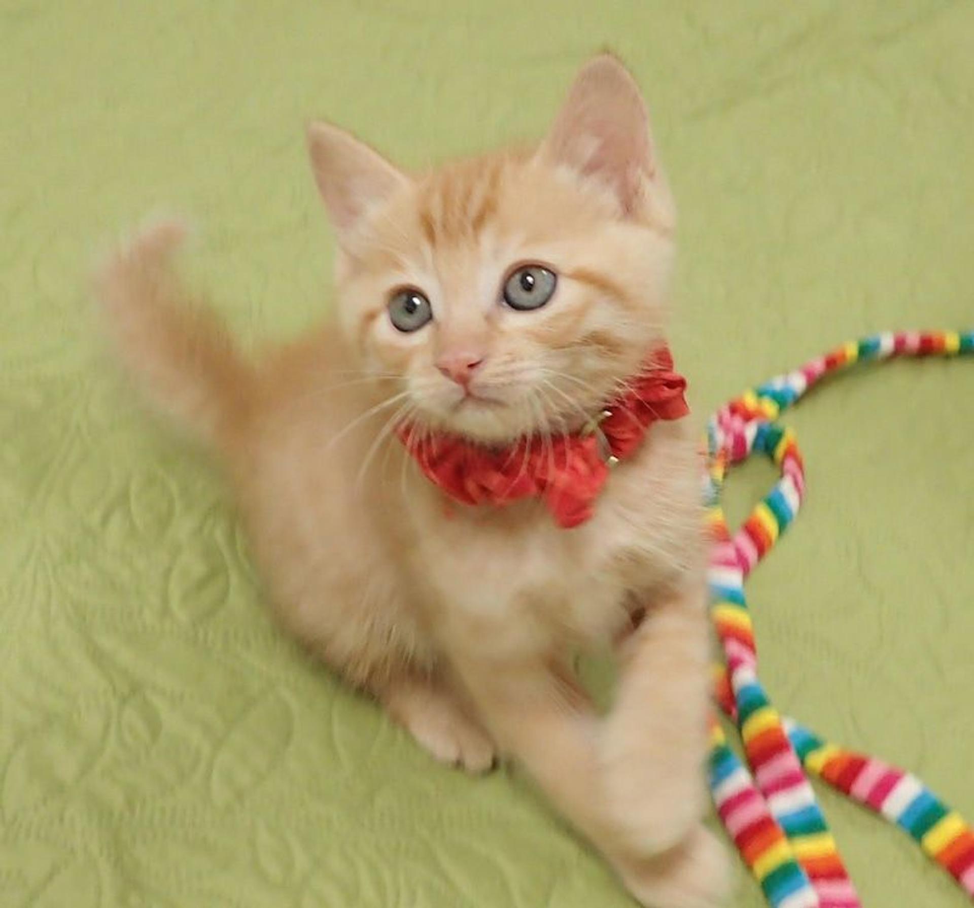 pet-image-3