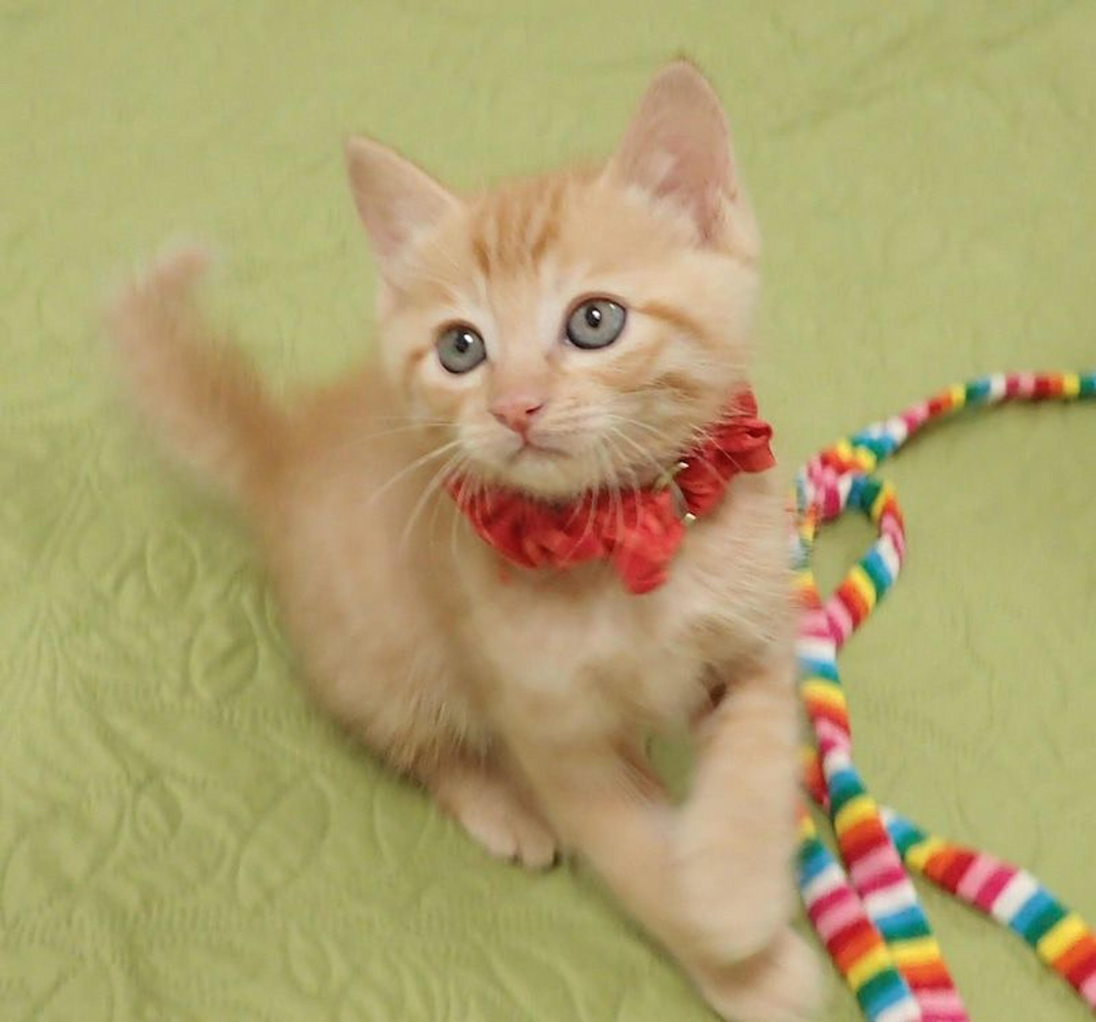 pet-image-3