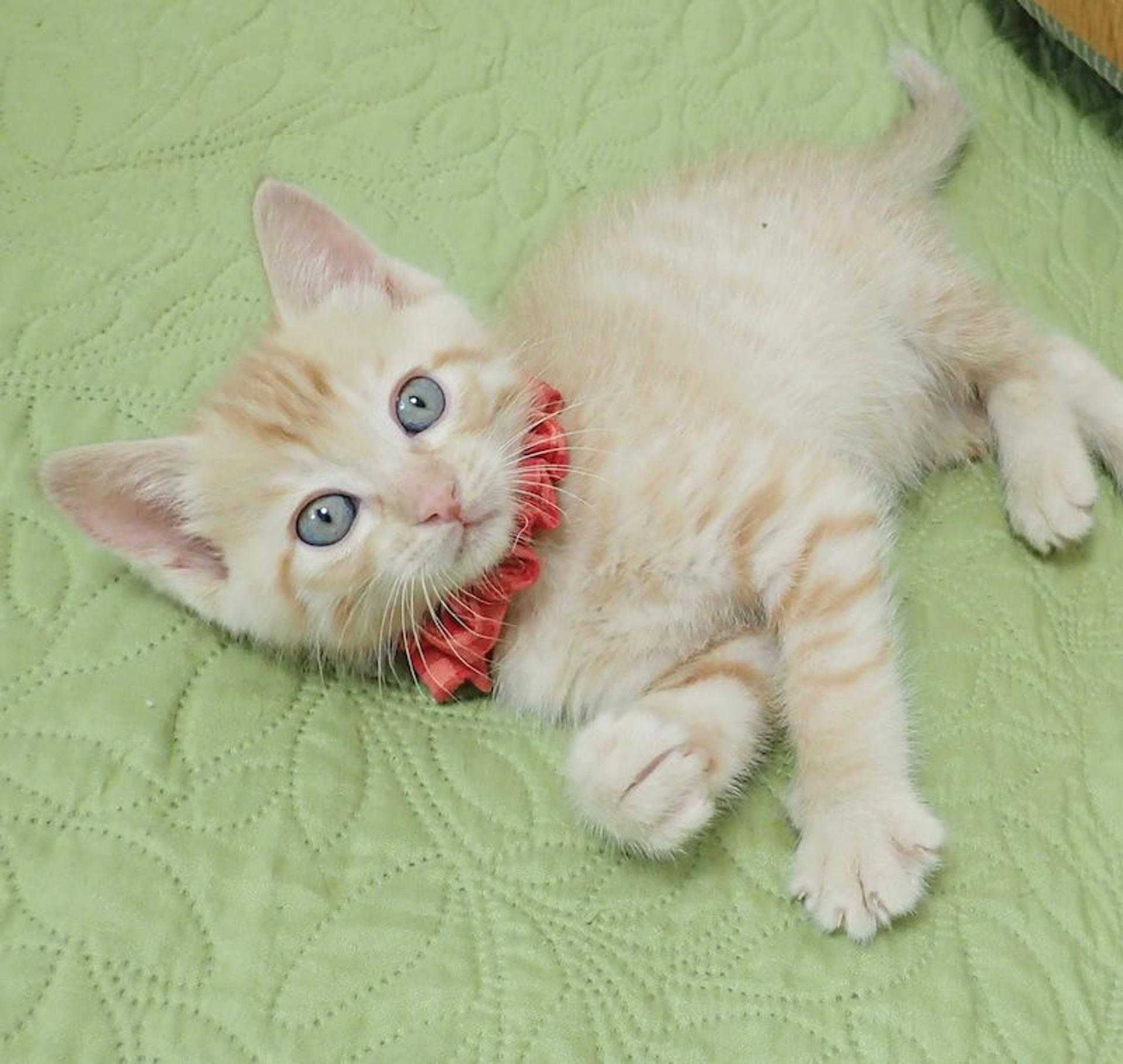 pet-image-5