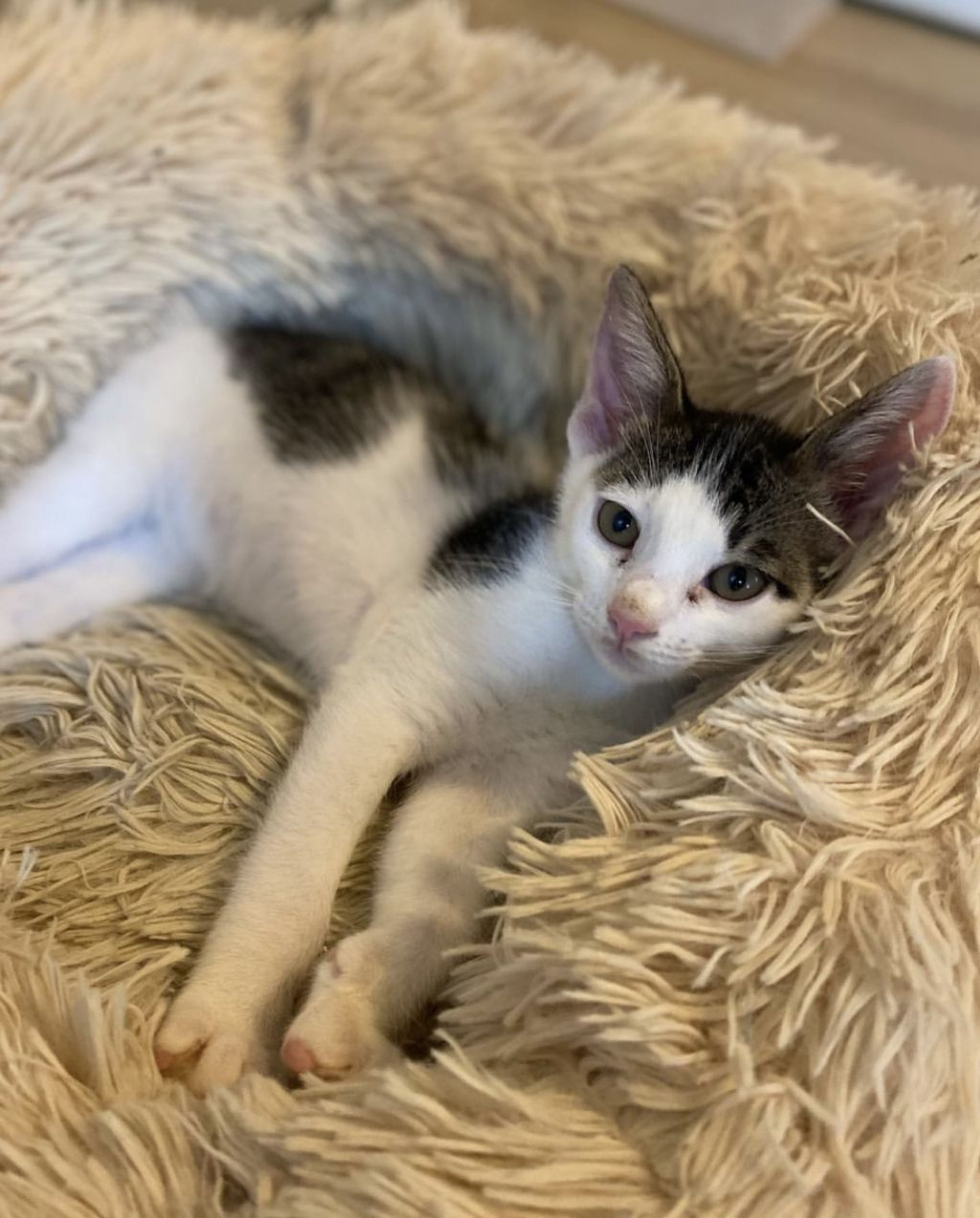 pet-image-3